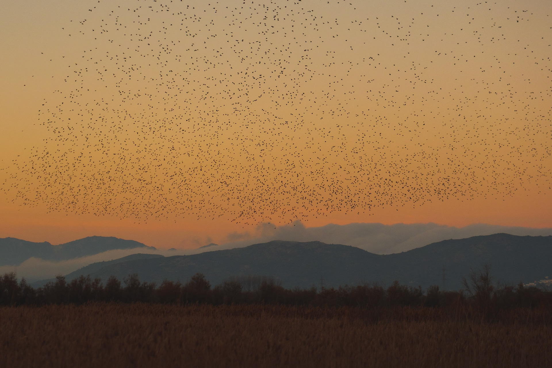 Estornells a l'Alt Empordà