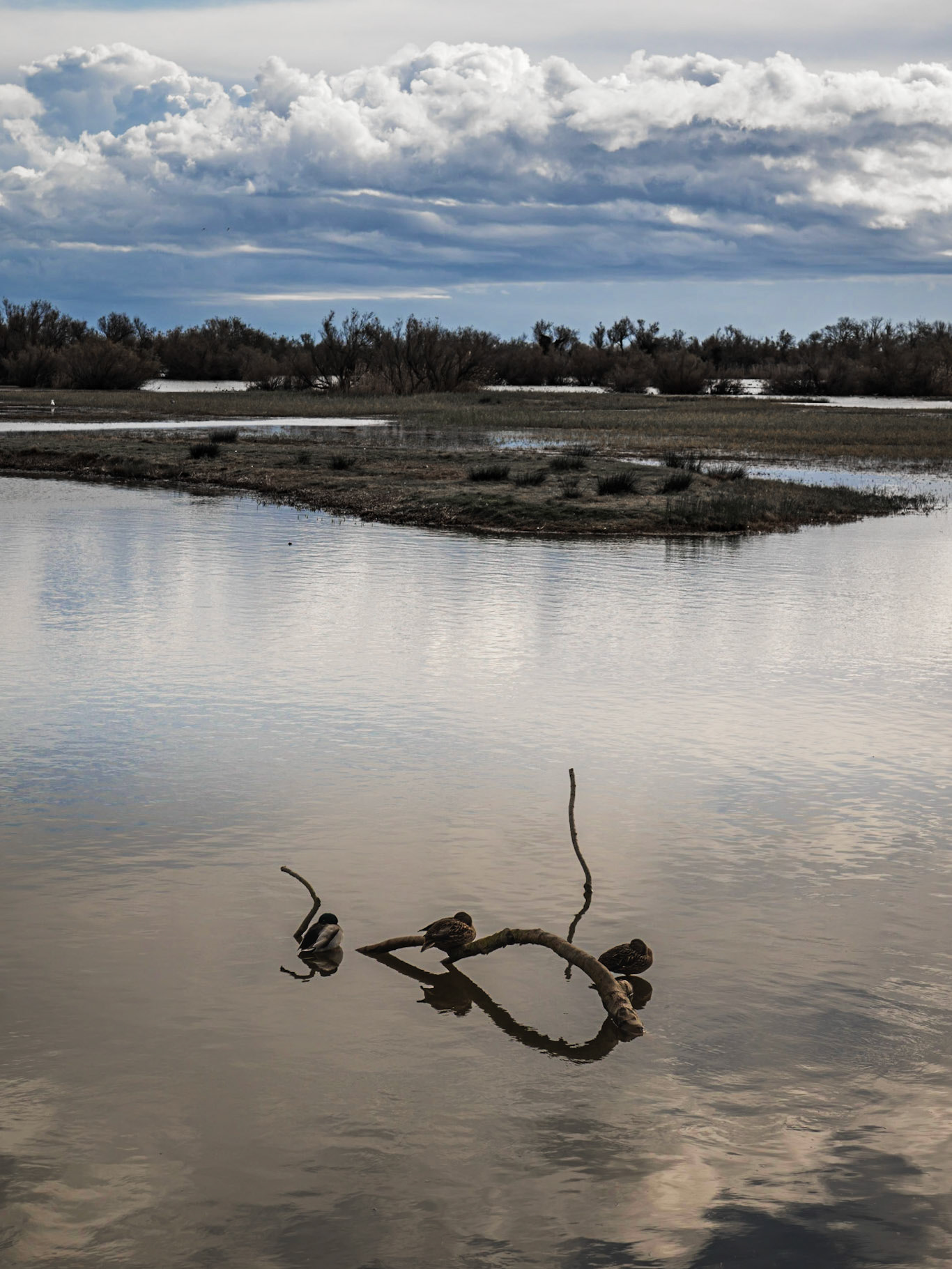 Aiguamolls de l'Empordà