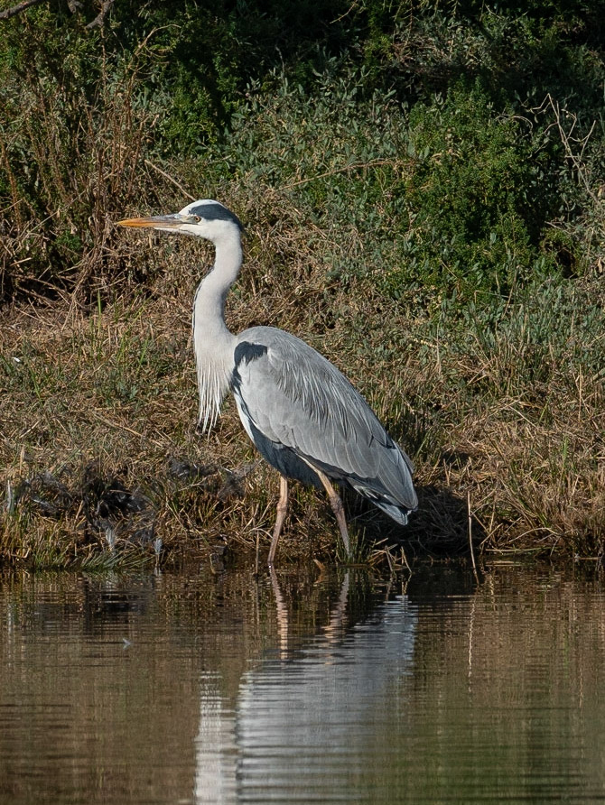 bernat pescaire