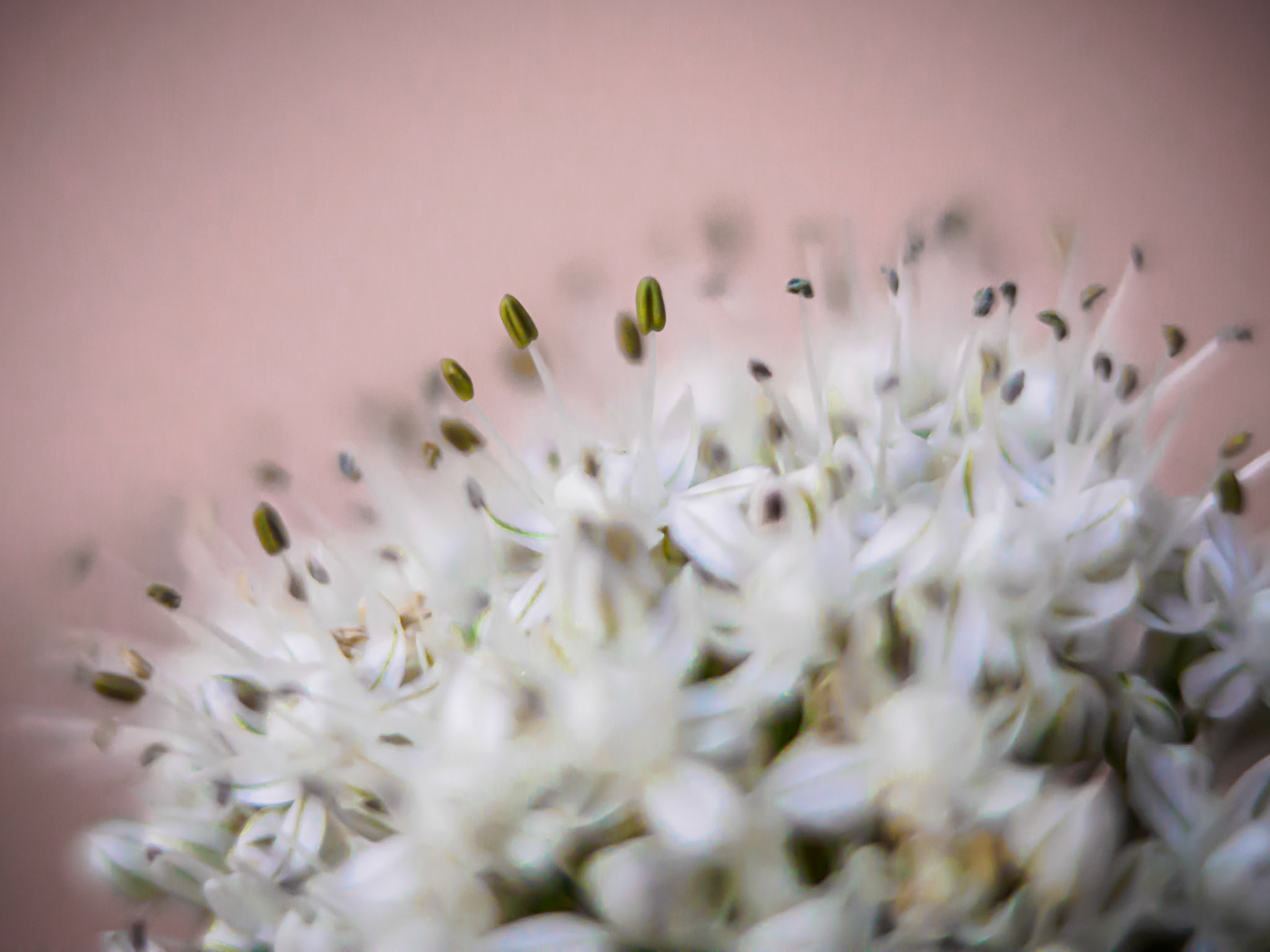 Macro