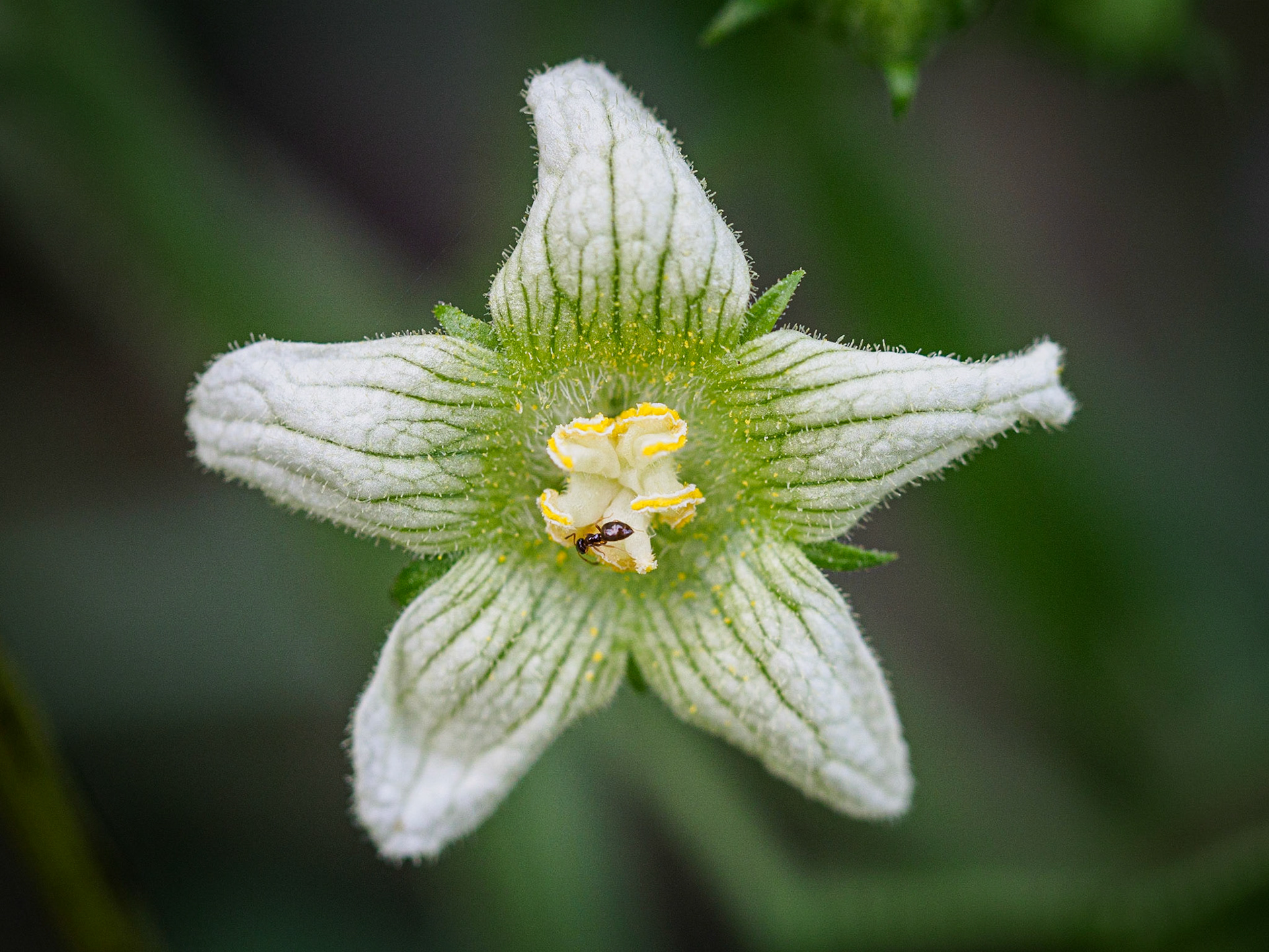 Macro · Fontdellops