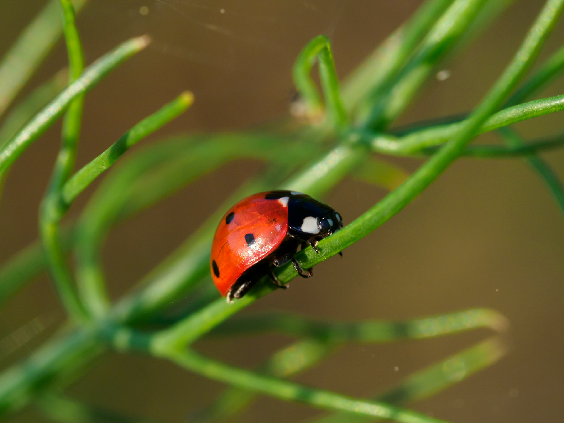 taller macro fontdellops