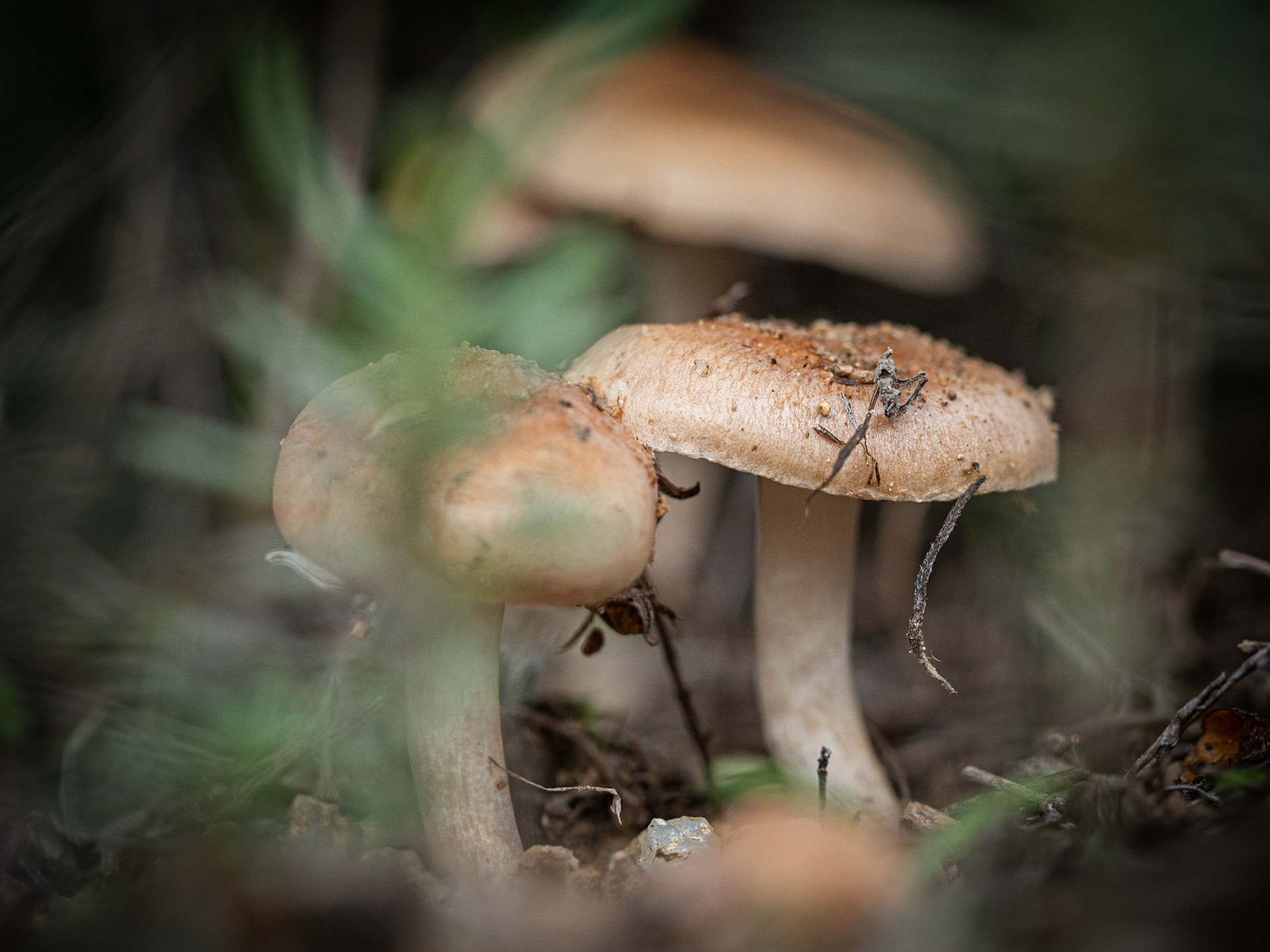 Macro