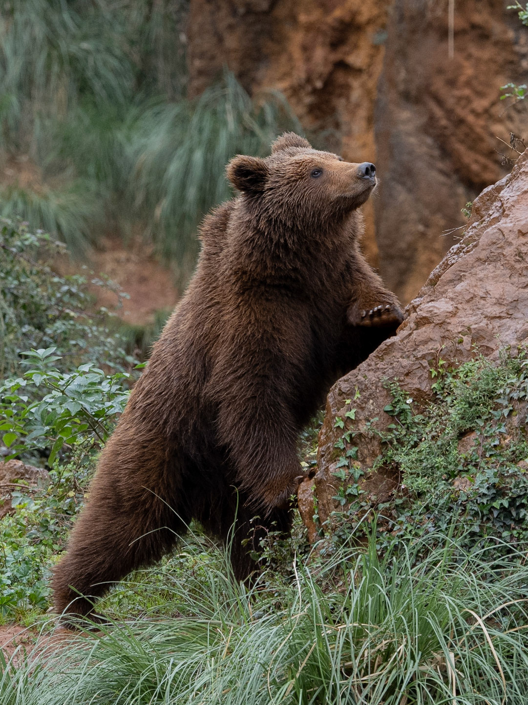 Os bru - Cabárceno, Cantabria