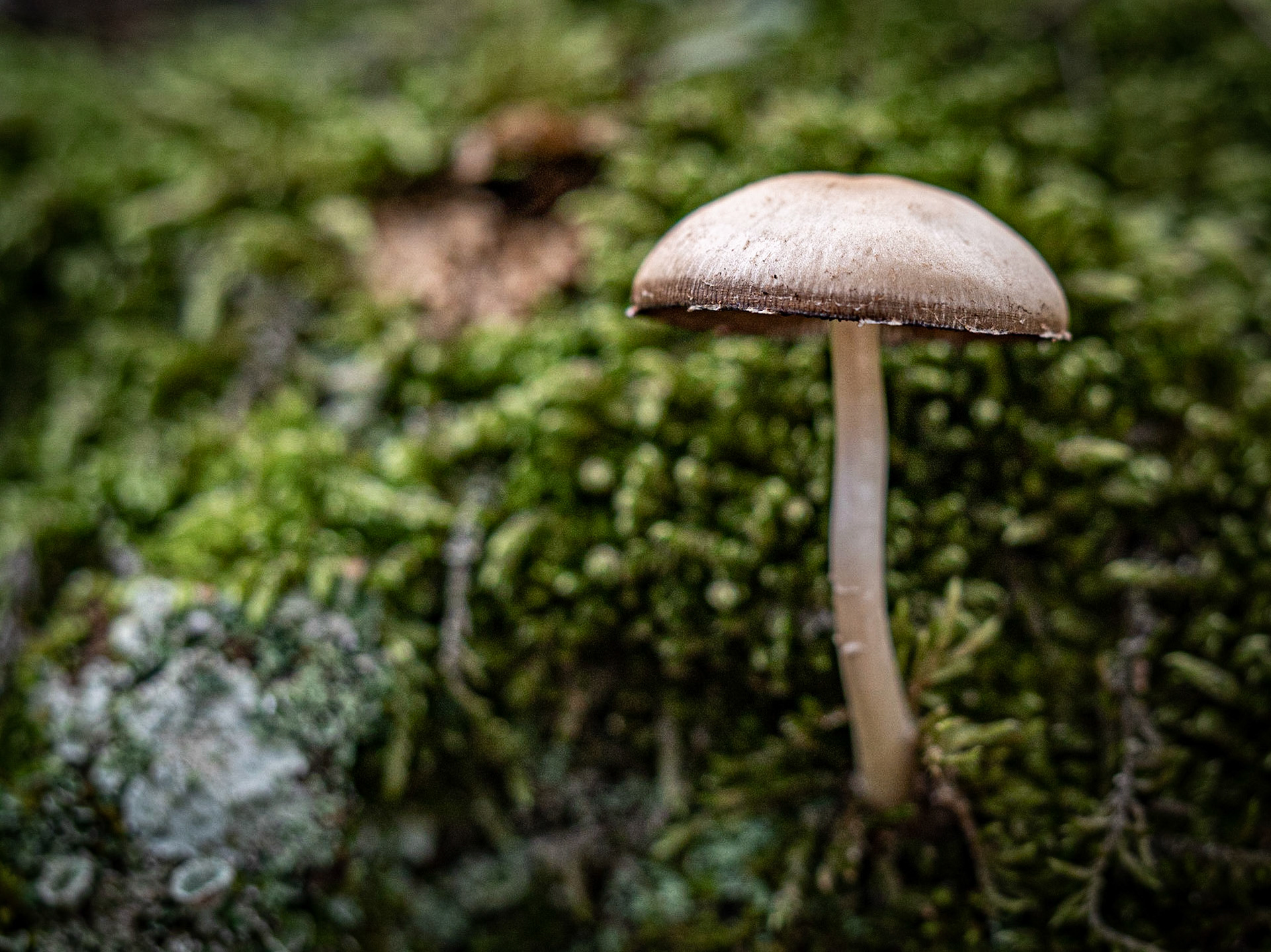 Macro