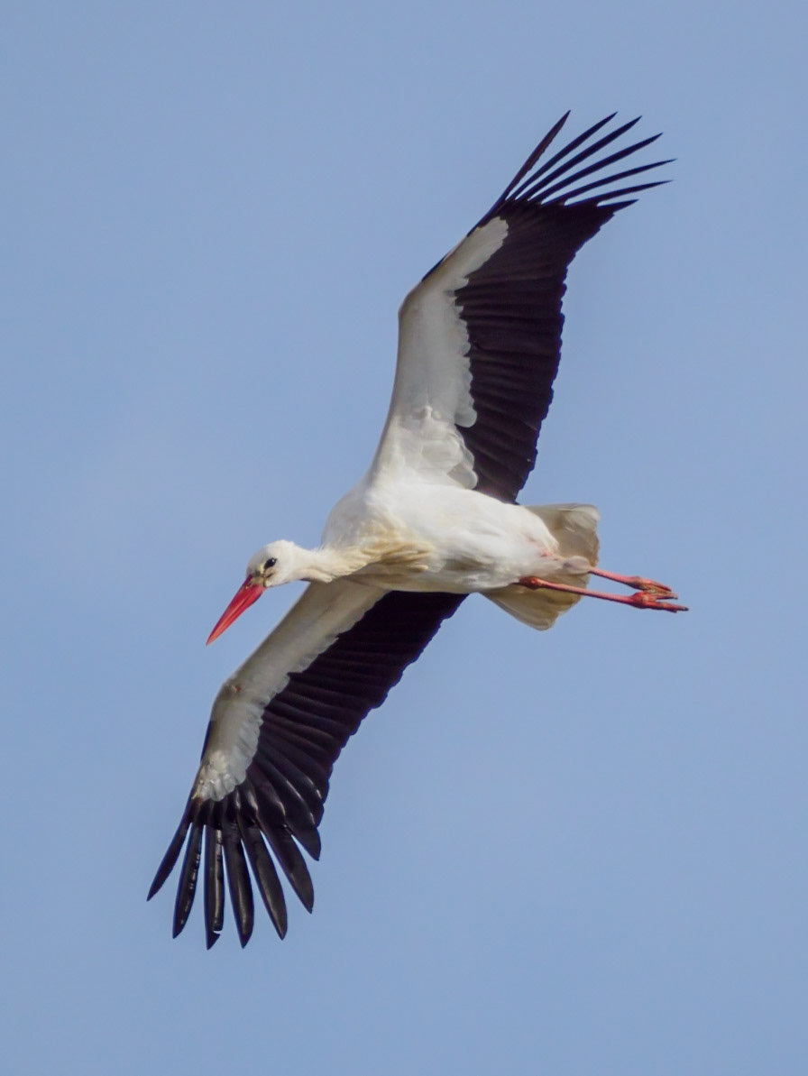 Aiguamolls de l'Empordà
