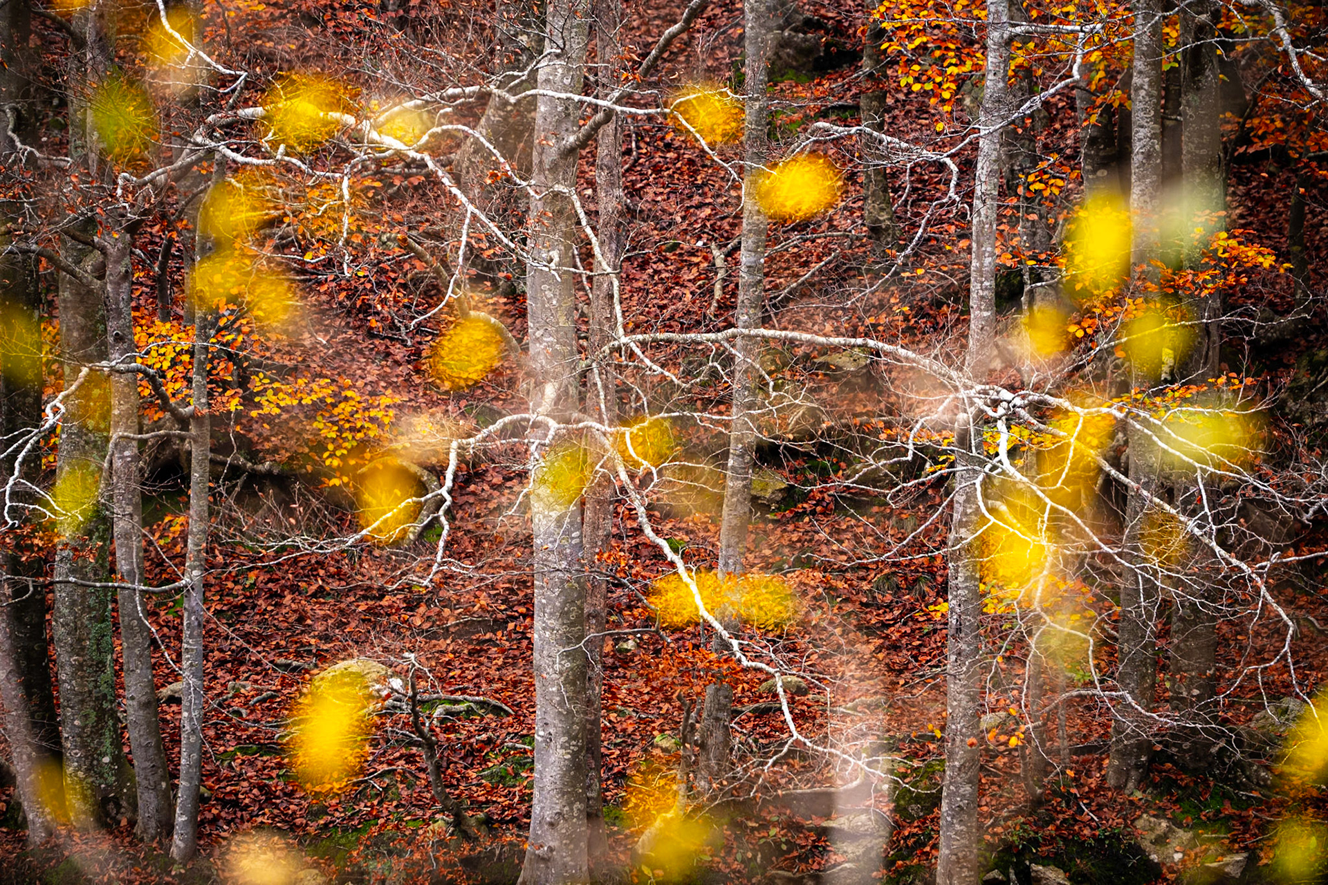 Fotografia Creativa al Montseny