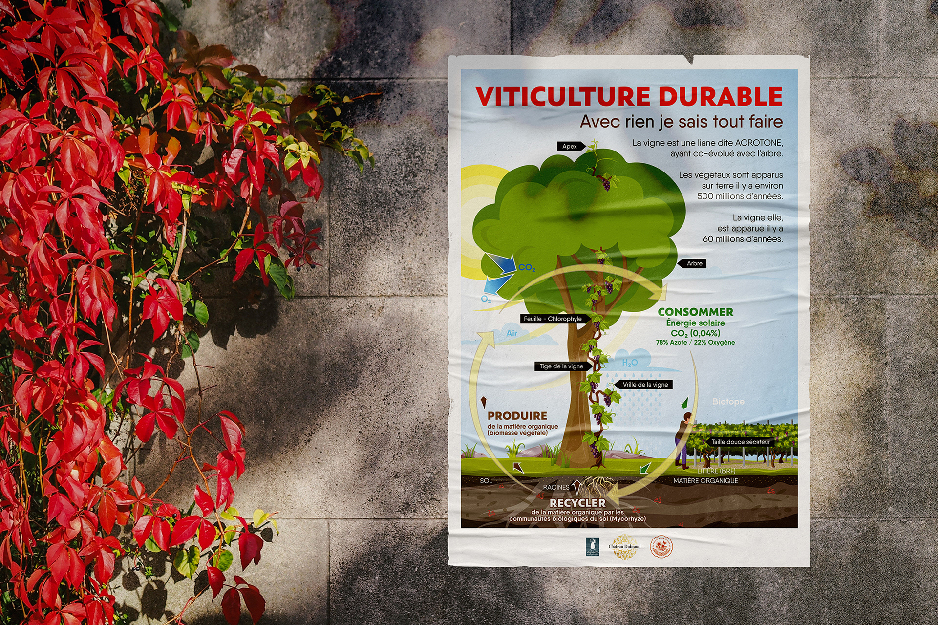 Illustration pour affiche expliquant la démarche de viticulture durable