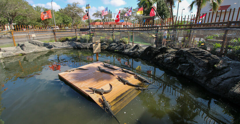 Smuggler's Cover Adventure Golf in Fort Myers and Sarasota, Florida is a fun mini golf course for kids and adults. Photo by Laurén Ettinger. Must Do Visitor Guides | MustDo.com