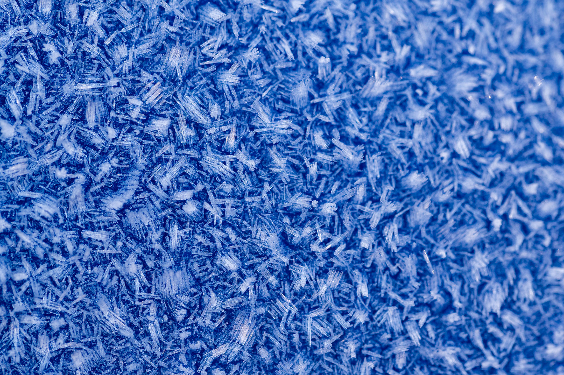 Frost crystals 2/1/25