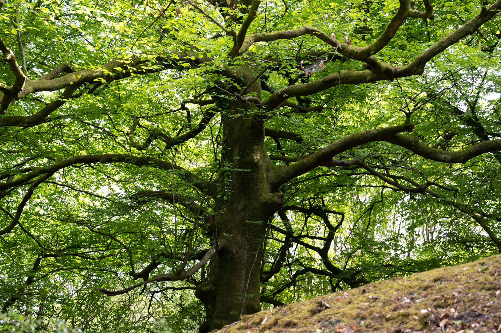A strong tree silhouetted against green foliage.