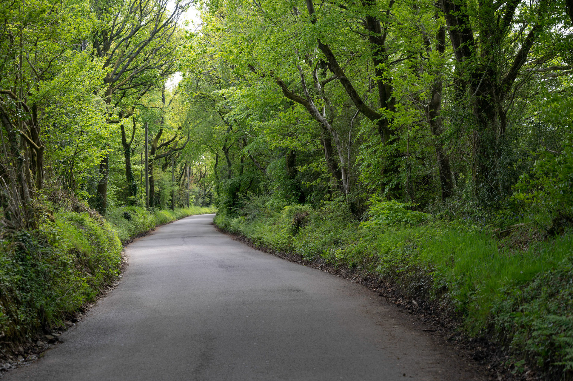 Green foliage covers a country lane. Pontllanfraith, South Wales, UK.