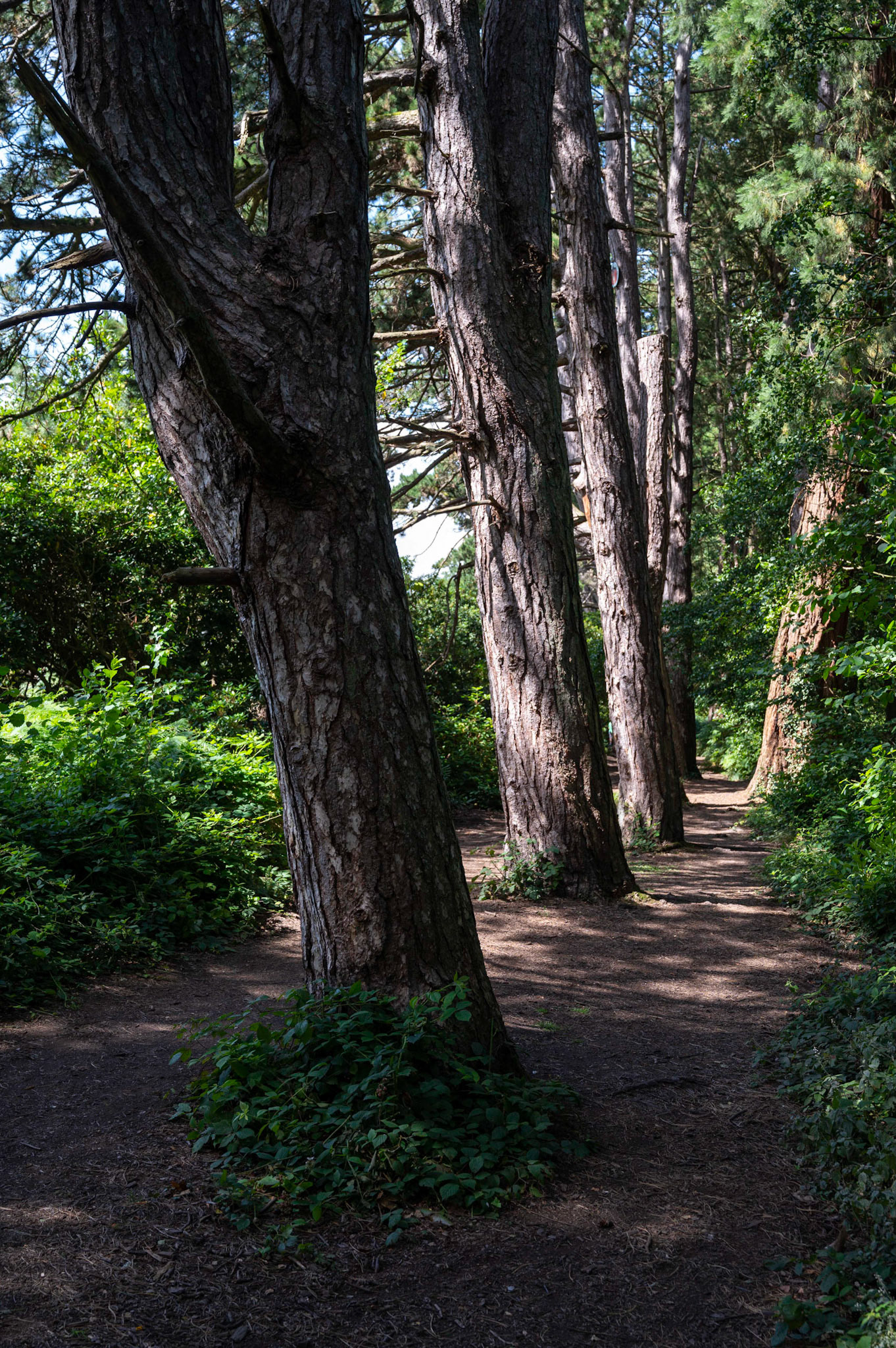Giant redwood trees at Tredegar House, Newport.