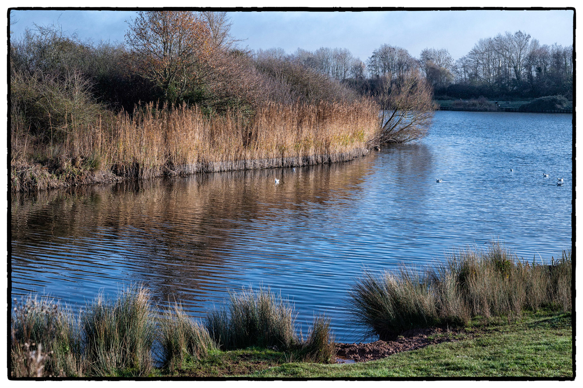 Autumn colours at Hendre Lake, St Mellons, Cardiff.