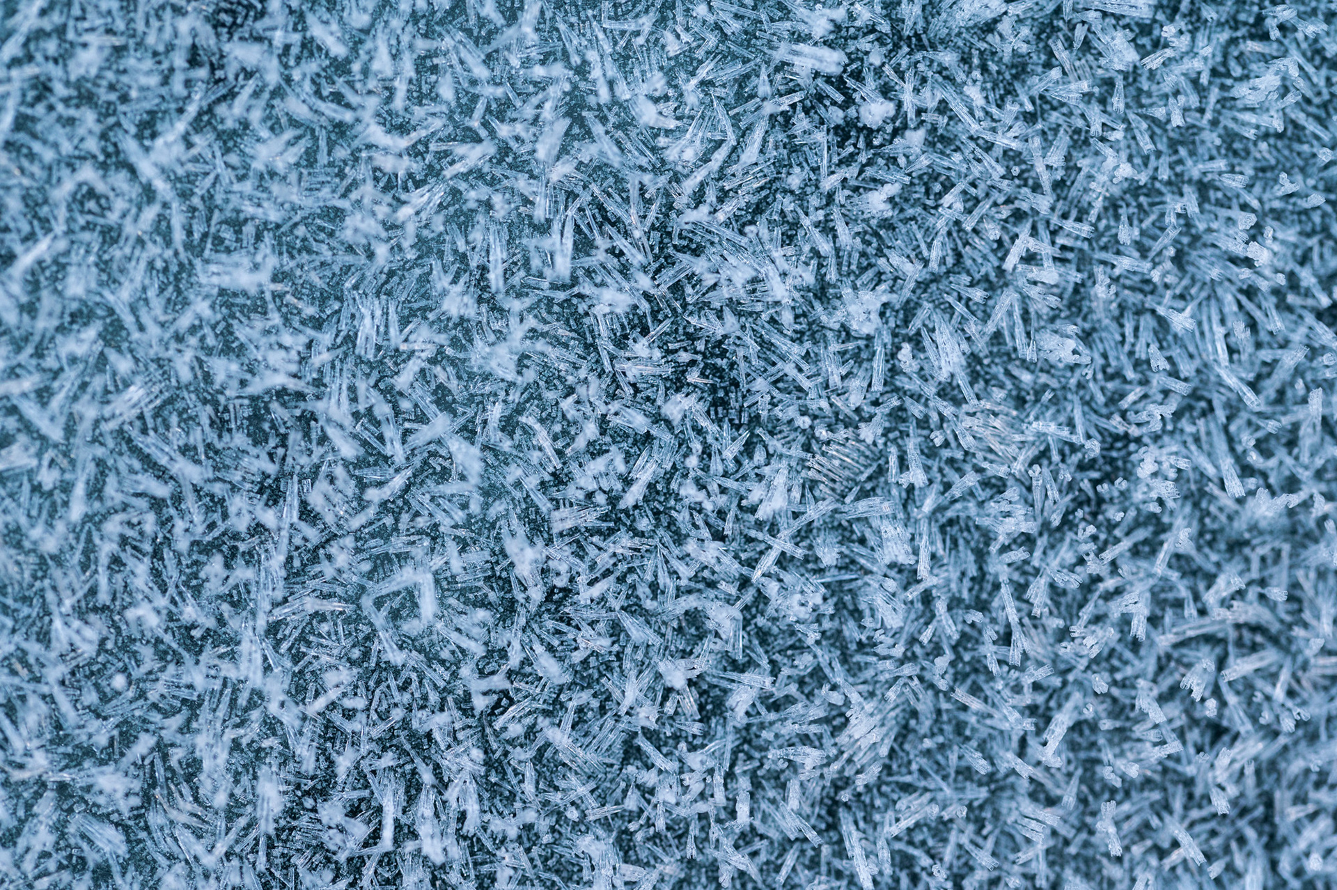 Frost crystals 2/1/25