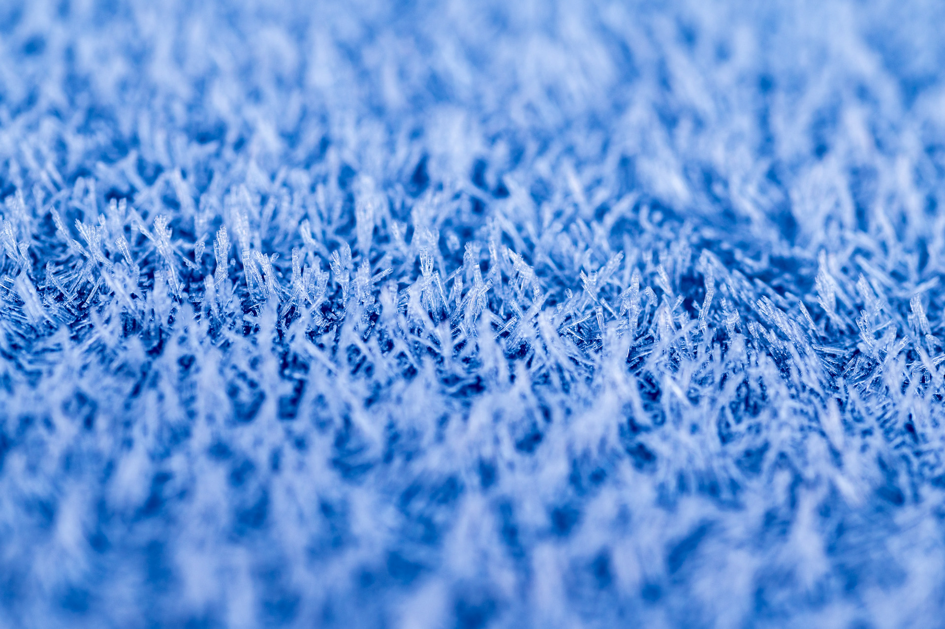 Frost crystals 2/1/25