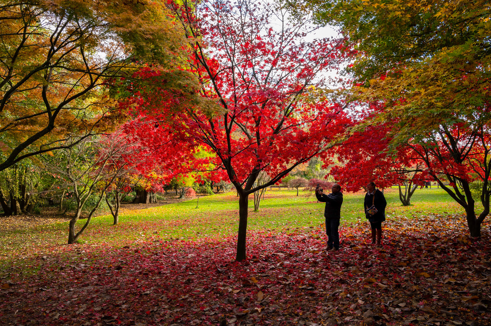 Autumn colours at Roath Park, Cardiff.