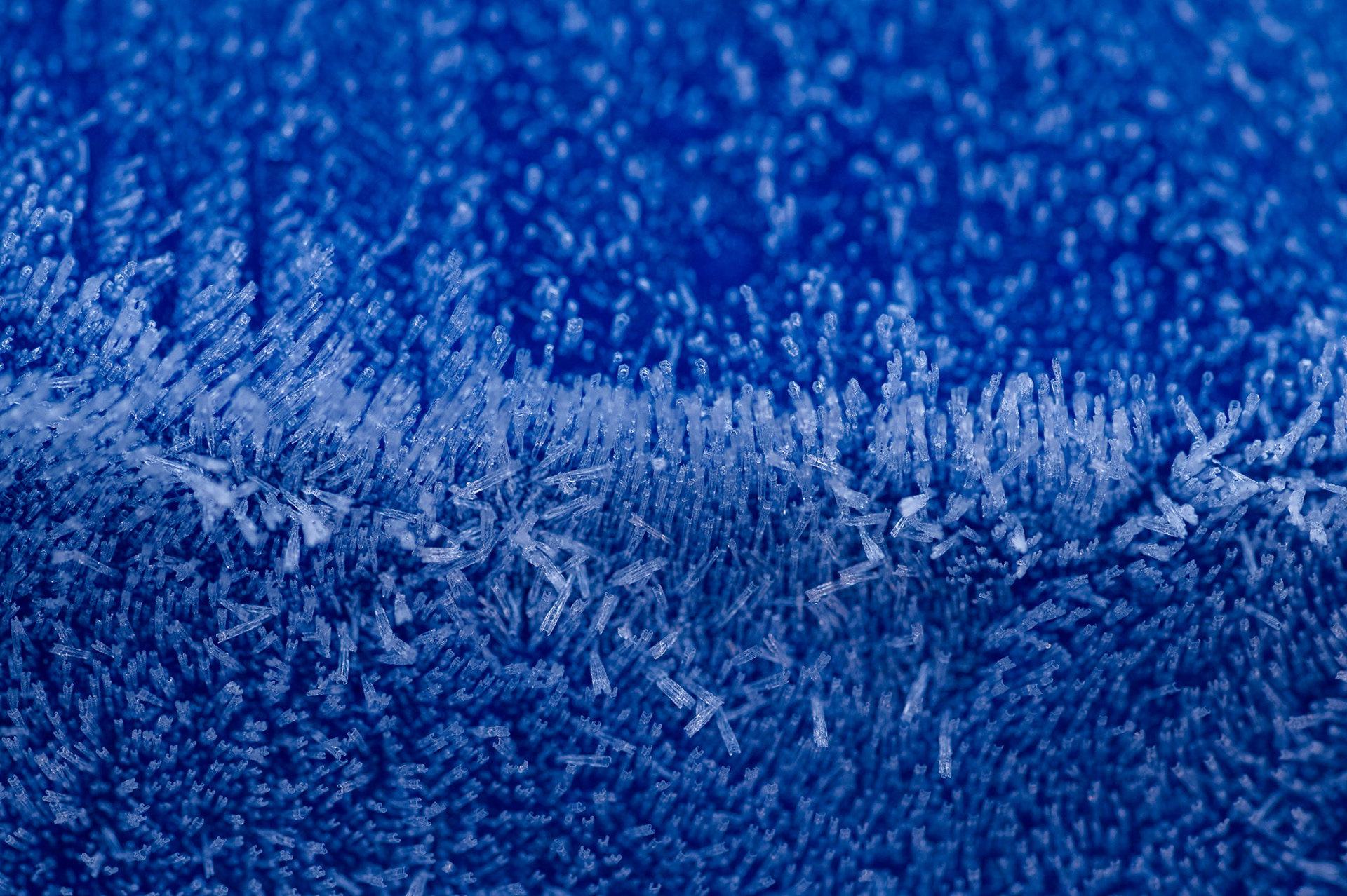 Frost crystals 2/1/25