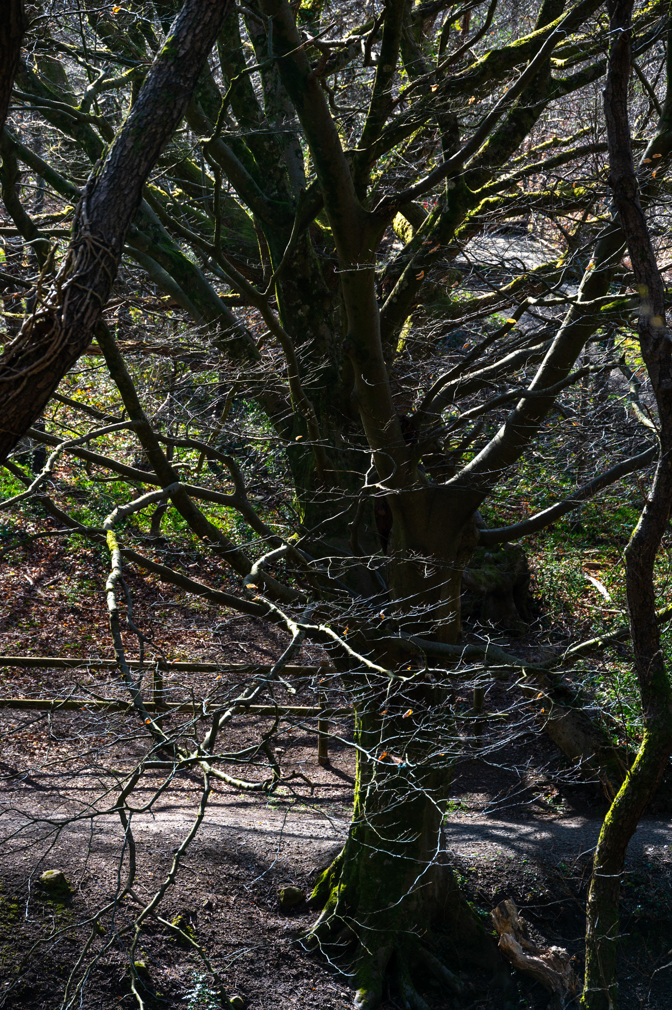 Cwmcarn Scenic Drive