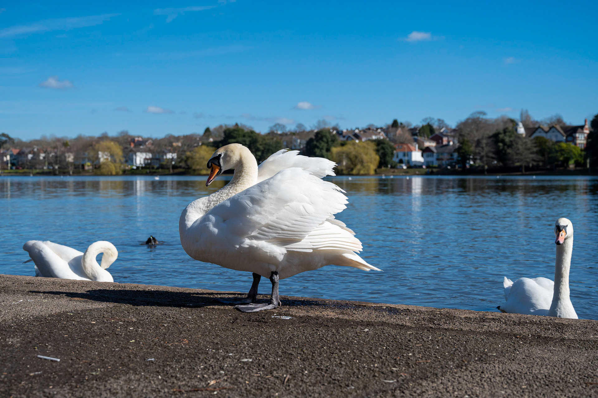 Swans, Roath Park lake, Cardiff, South Wales, UK on a sunny spring morning under a blue sky.