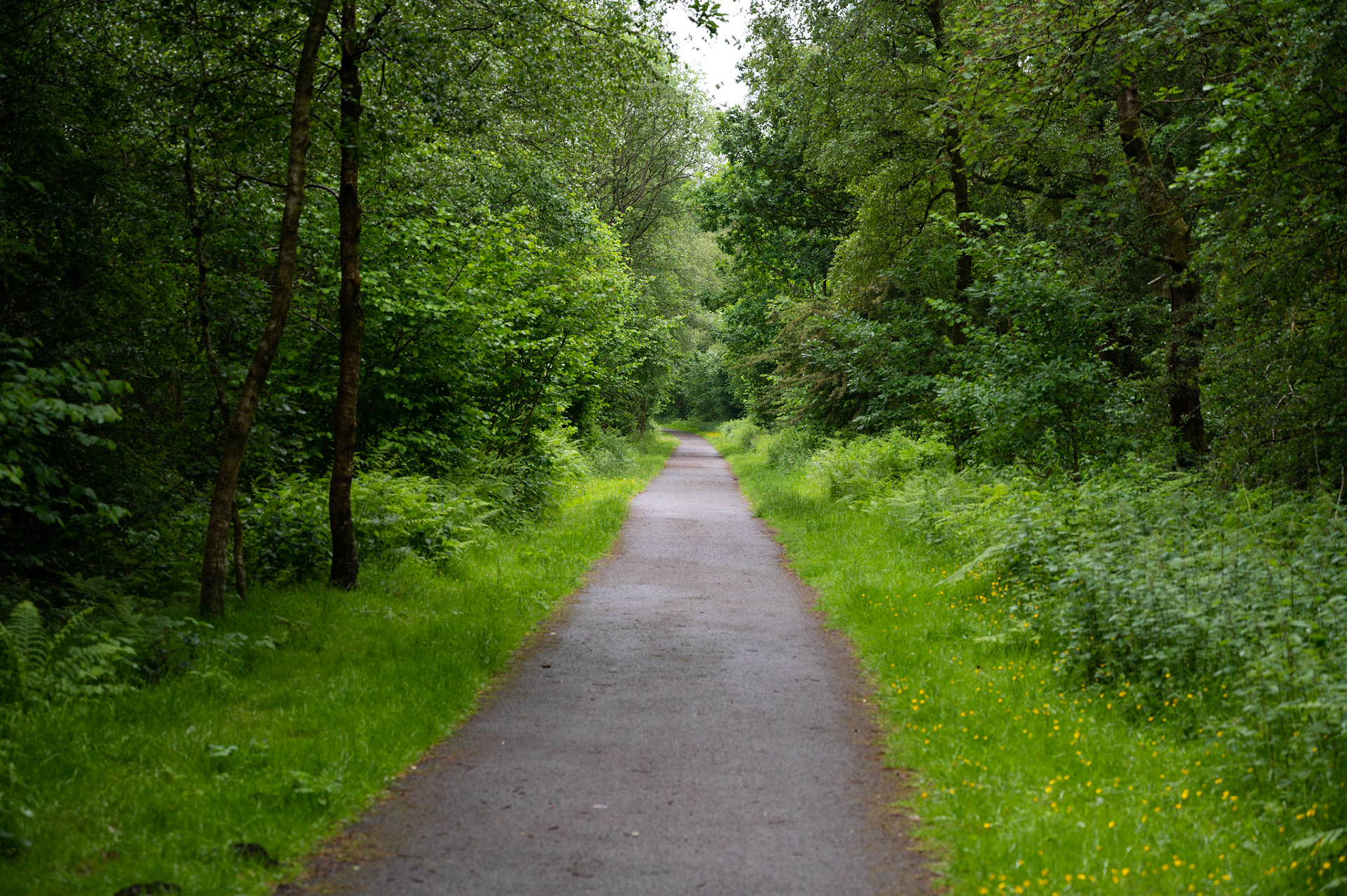 A lane amongst the greenery at Parc Cwm Darran, Deri,
