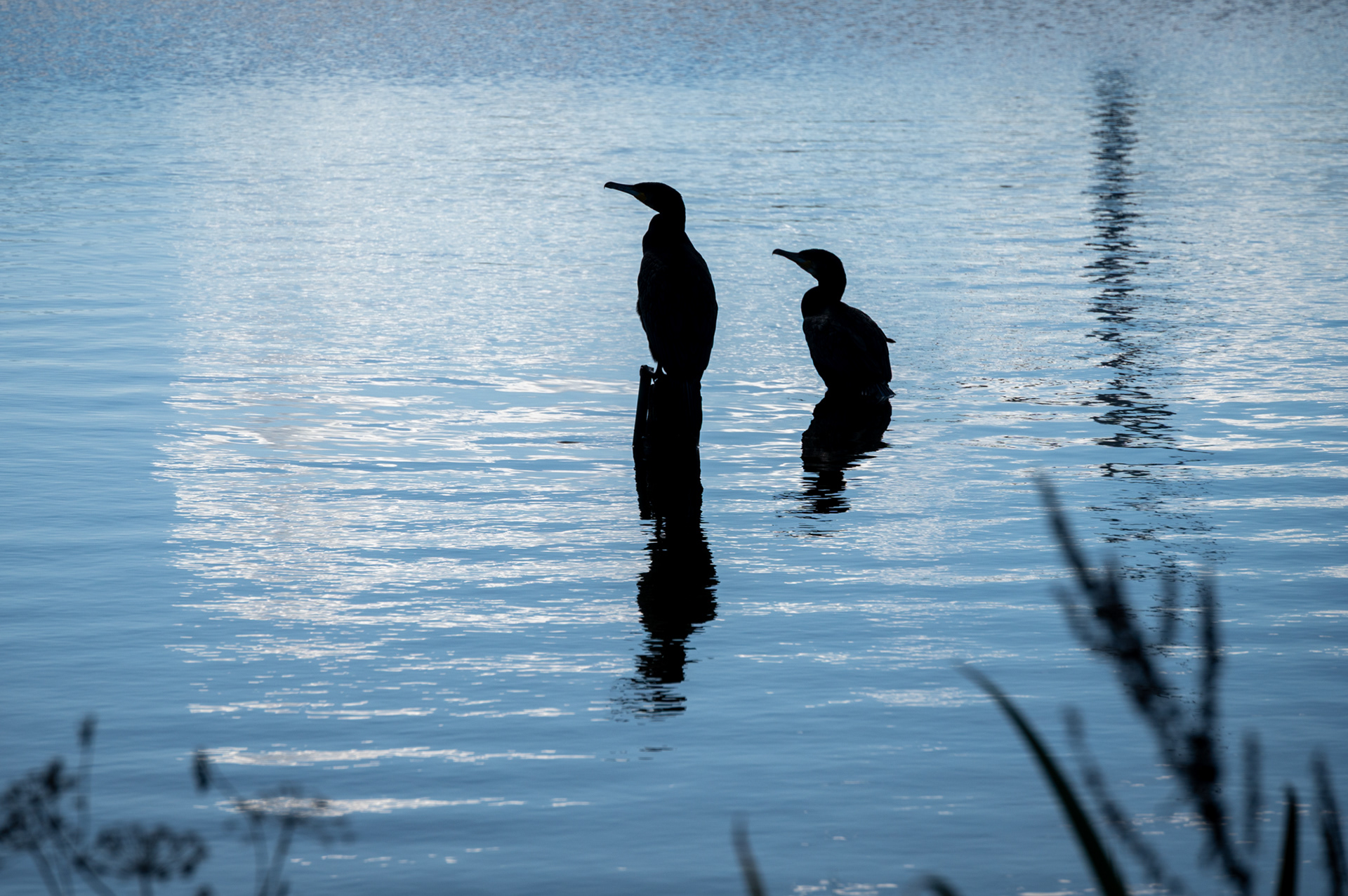 Silhouetted Cormorants at Penyfan Pond