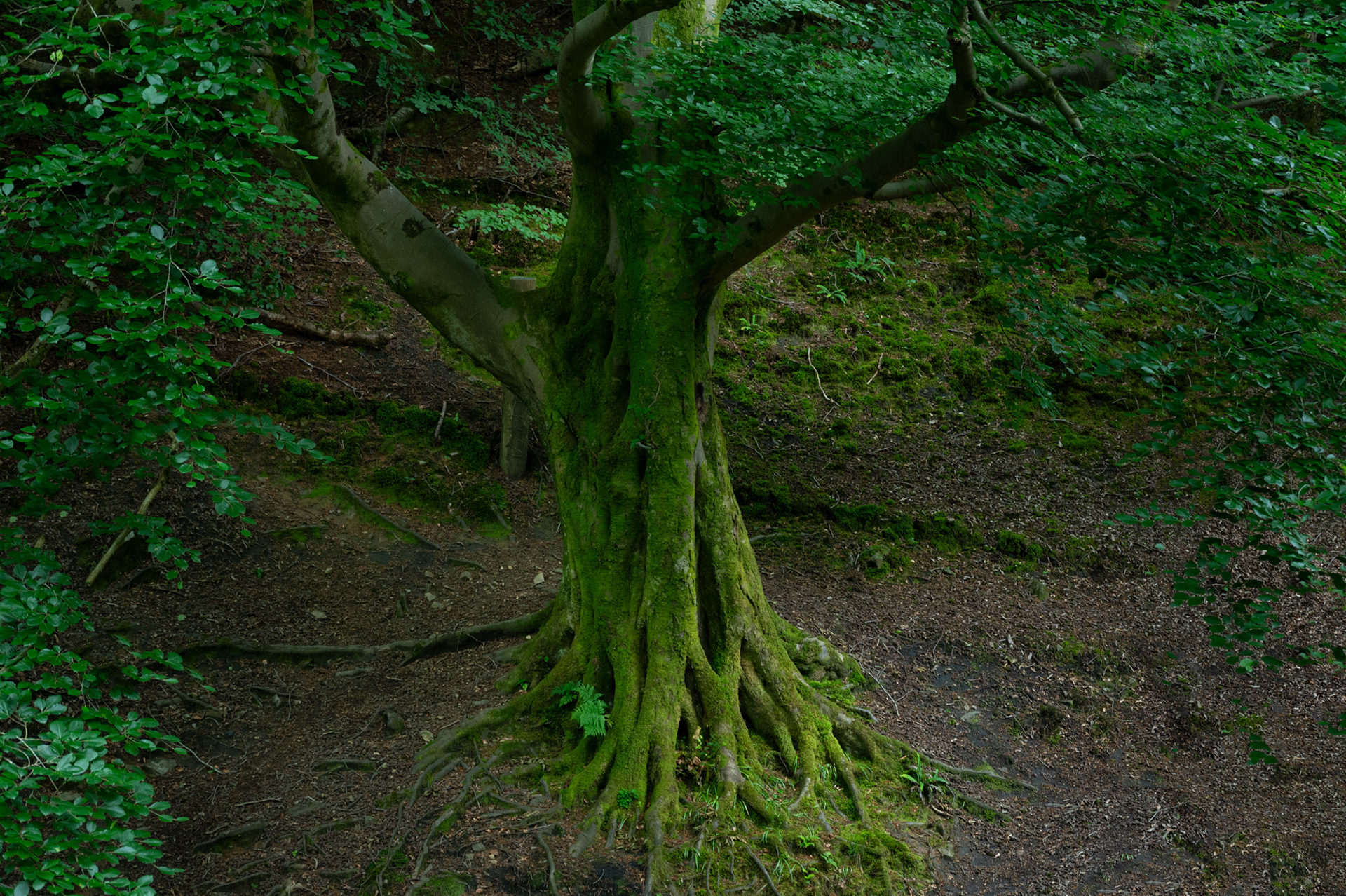 Cwmcarn Forest