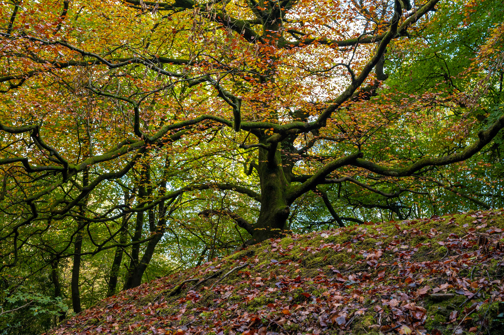 Autumn colours near Wylie, South Wales, UK
