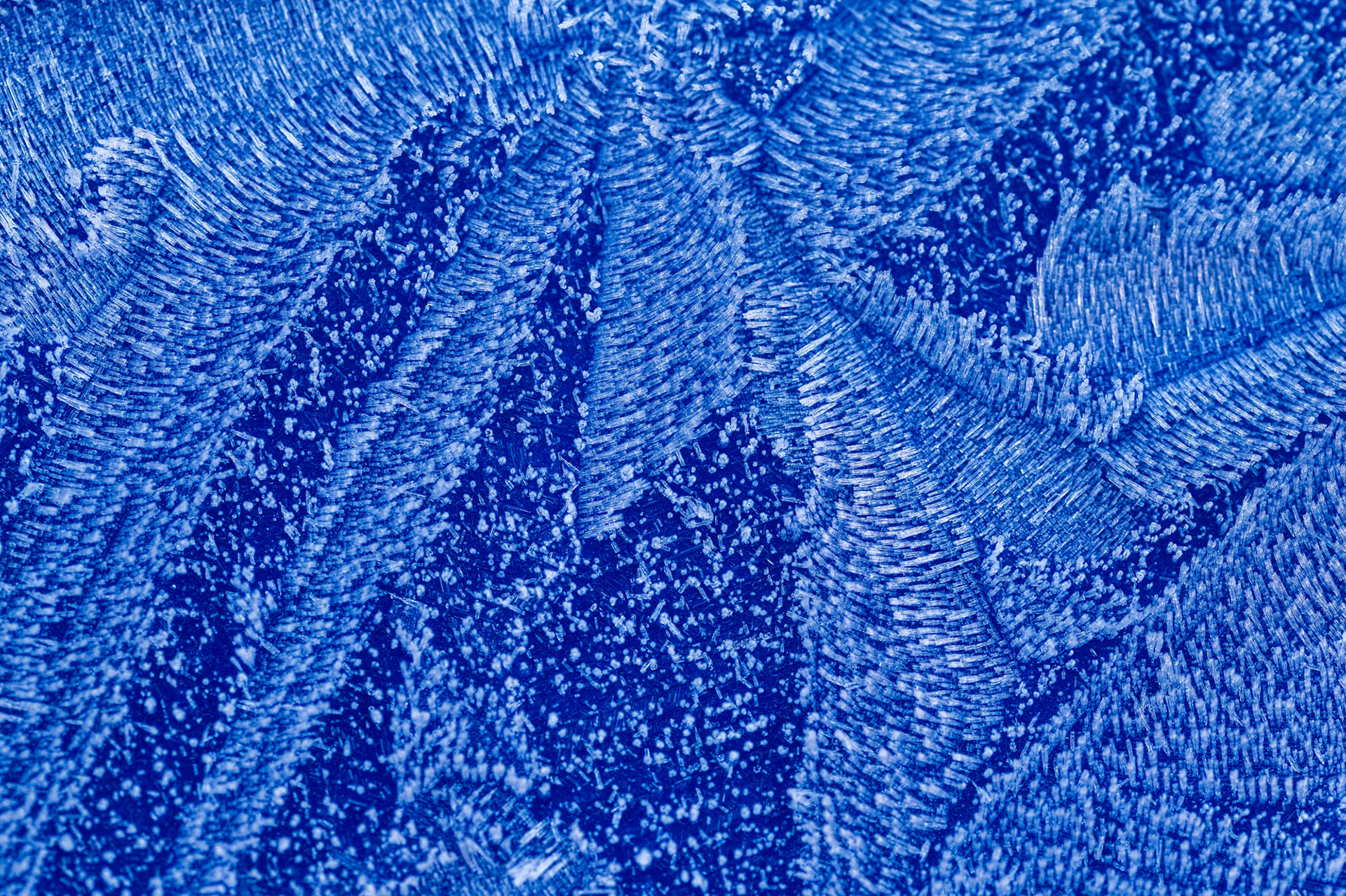 Frost crystals 2/1/25