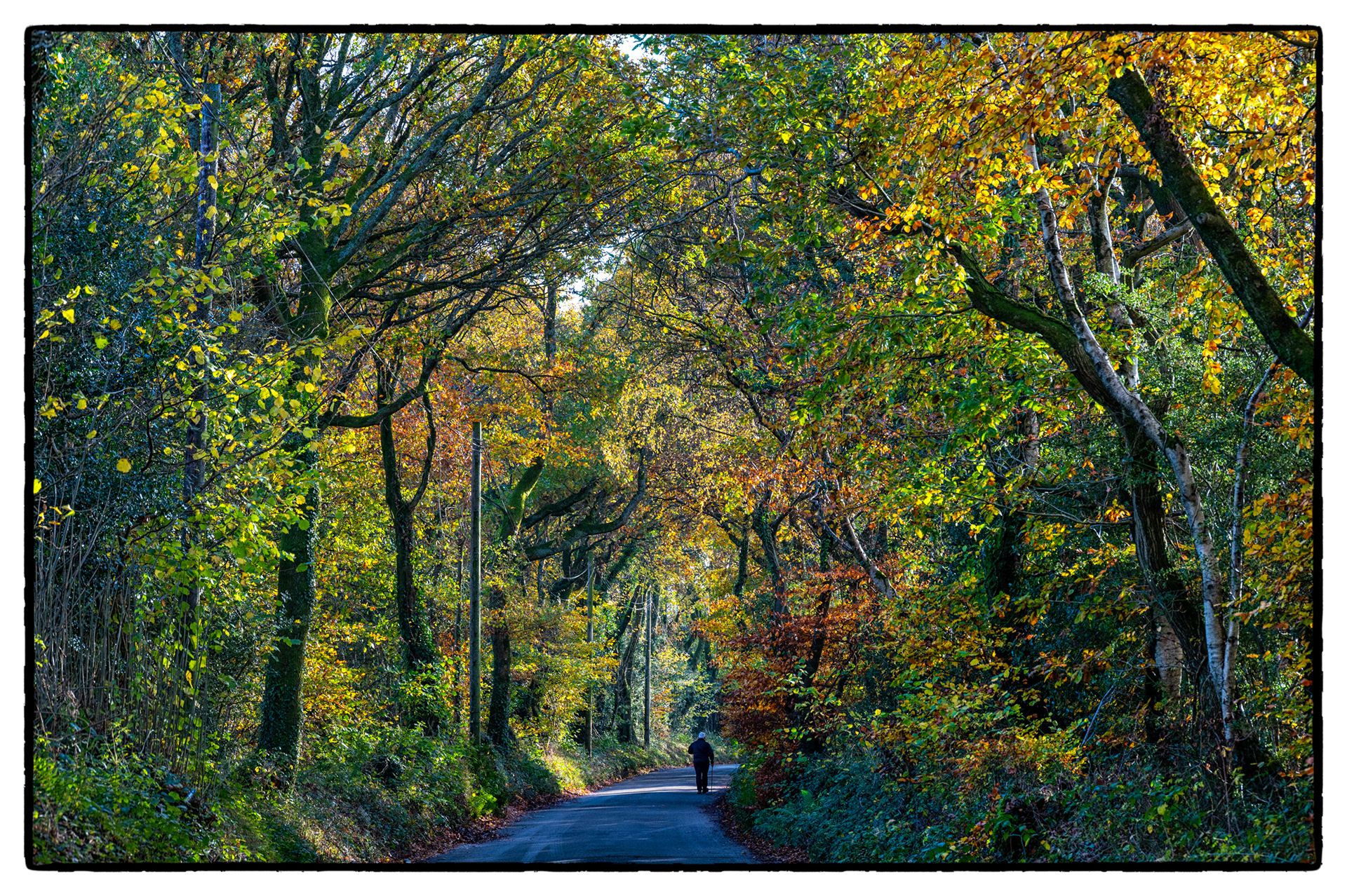 Autumn colours, Gelligroes, South Wales, UK
