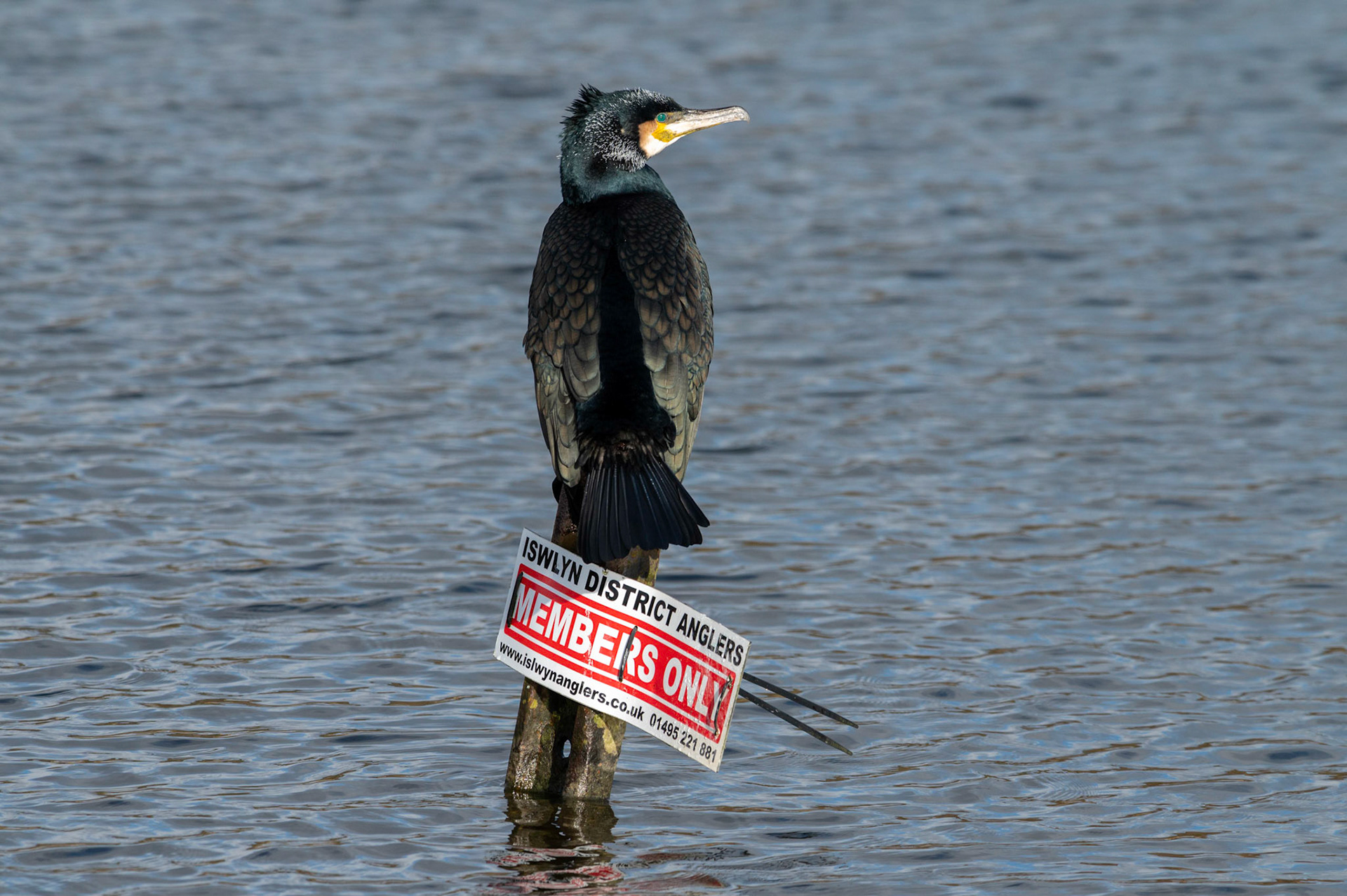 He’s probably the ponds most successful angler but I doubt he’s a member!A cormorant suns itself on the local angling club “Members Only” sign in the cold winter sunshine at Pen-y-fan Pond, near Blackwood, South Wales, UK. Along with it’s mate it’s made it’s home at the reservoir, originally constructed in the late around 1794 as a feeder reservoir for the Crumlin arm of the Monmouthshire and Brecon Canal it is now a recreational Park managed by Caerphilly County Borough Council.