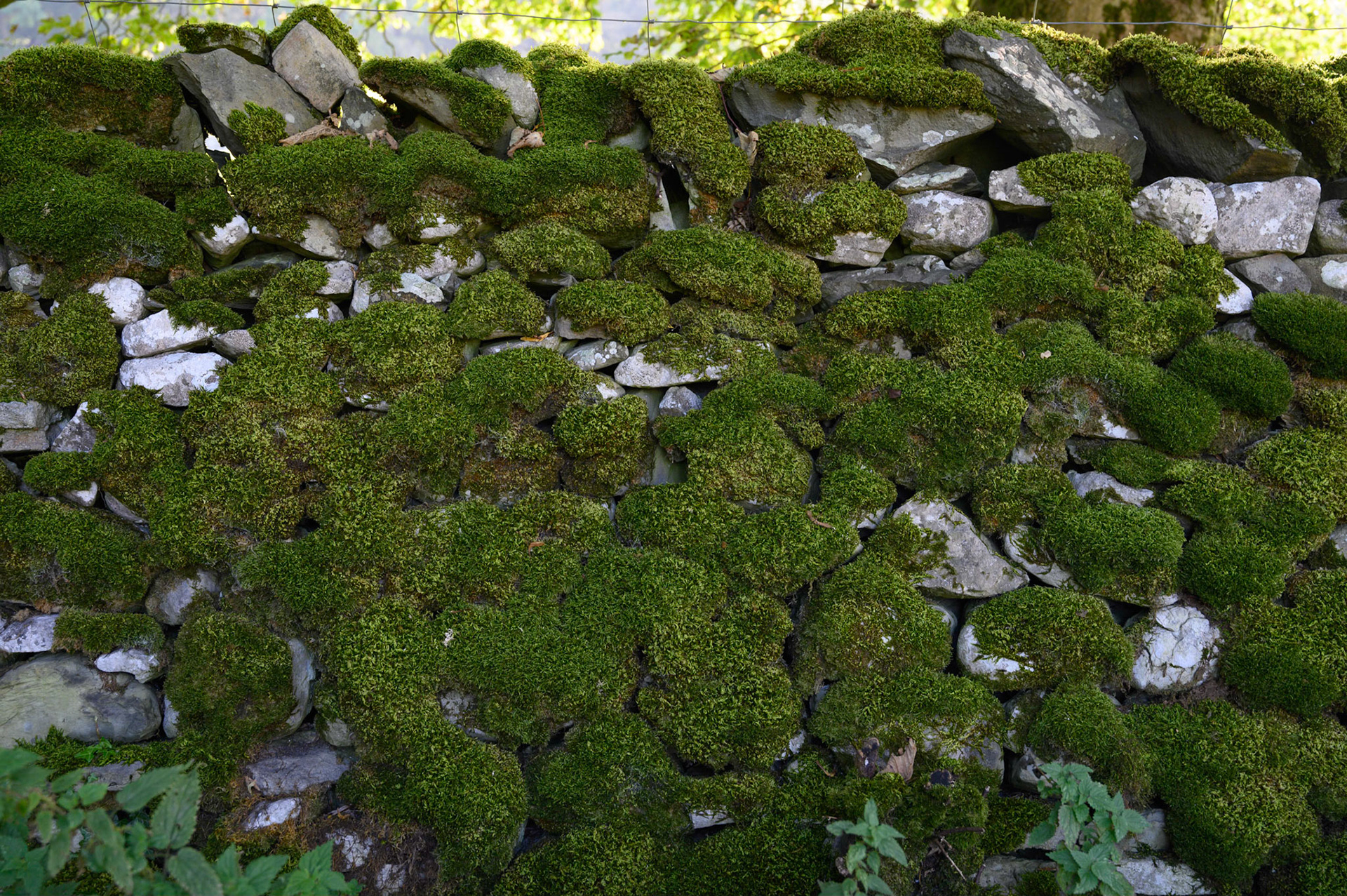 Stone walls on the high road between Settle and Langcliffe, North Yorkshire.