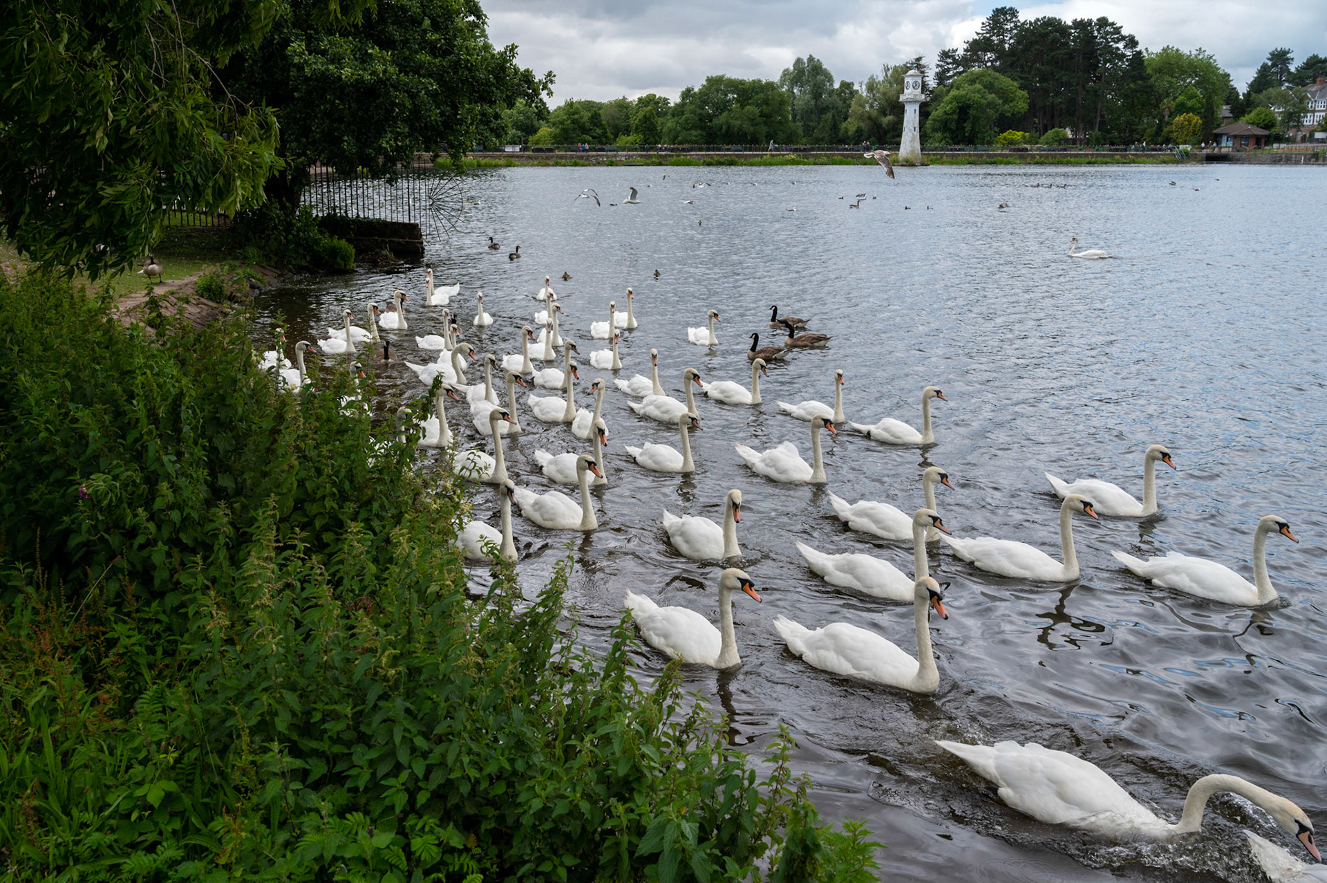 Swans flock on Roath Park Lake, Cardiff.