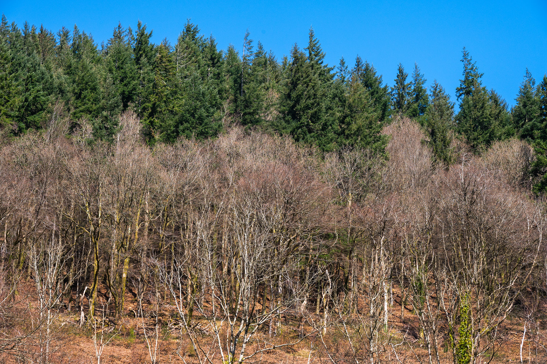 Cwmcarn Scenic Drive