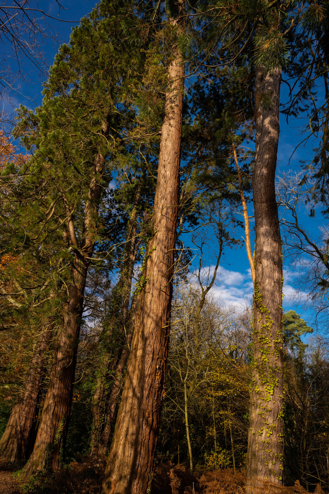 Redwoods at Tredegar House, Newport, South Wales.