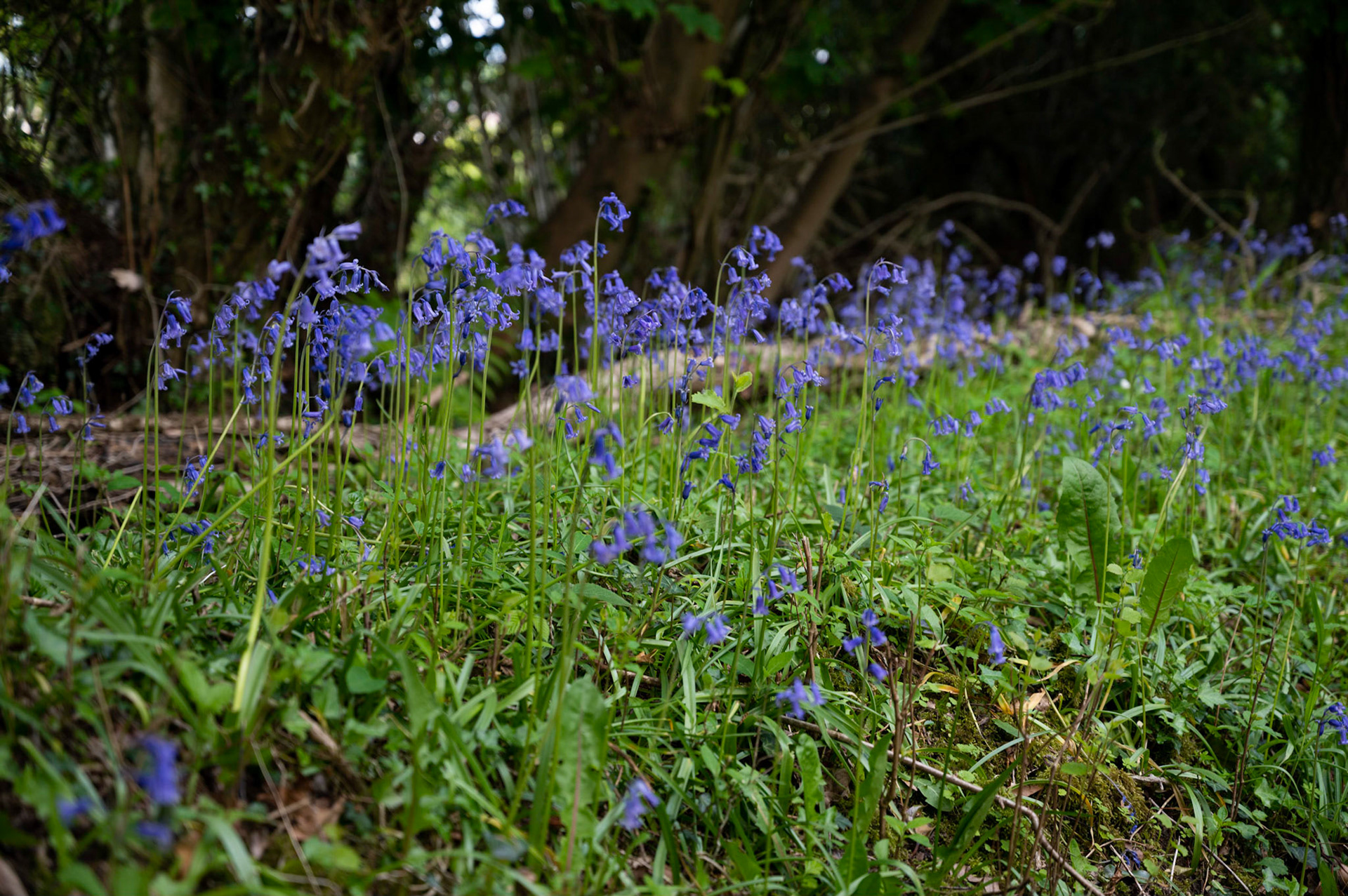 Bluebell mist on a rural country lane.