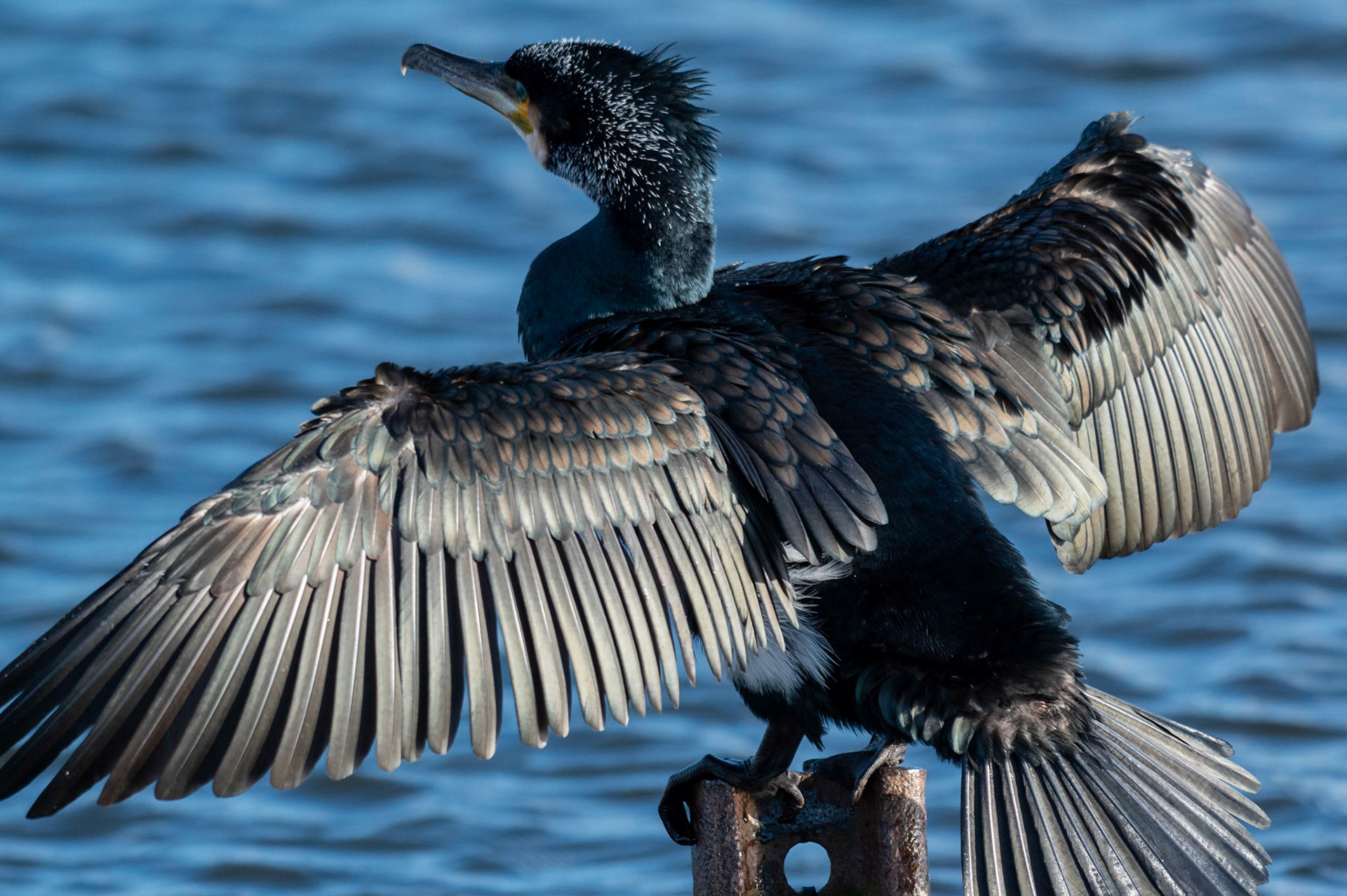 He’s probably the ponds most successful angler but I doubt he’s a member!A cormorant suns itself on the local angling club “Members Only” sign in the cold winter sunshine at Pen-y-fan Pond, near Blackwood, South Wales, UK. Along with it’s mate it’s made it’s home at the reservoir, originally constructed in the late around 1794 as a feeder reservoir for the Crumlin arm of the Monmouthshire and Brecon Canal it is now a recreational Park managed by Caerphilly County Borough Council.