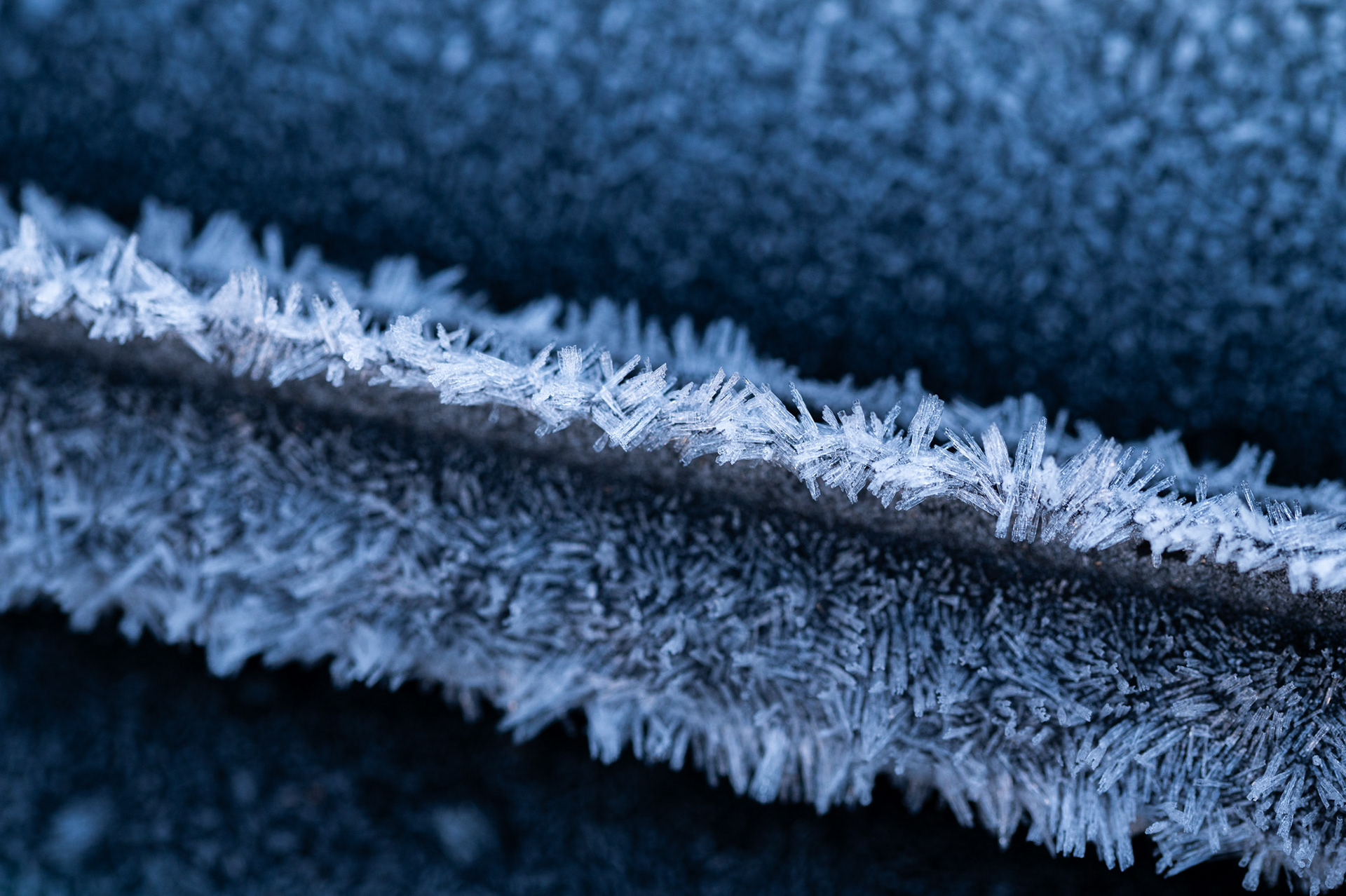 Frost crystals 2/1/25