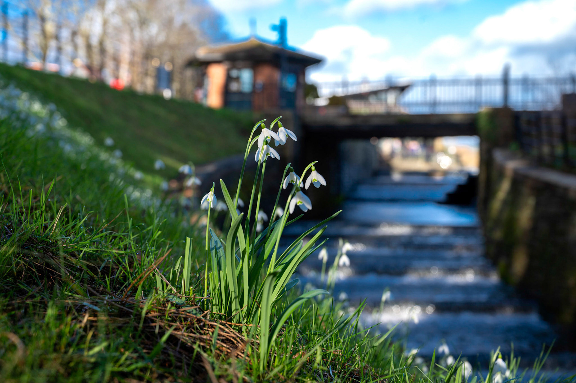 Snowdrops flower early at Roath Park, Cardiff, against a backdrop of the lake overflow waterfall.
