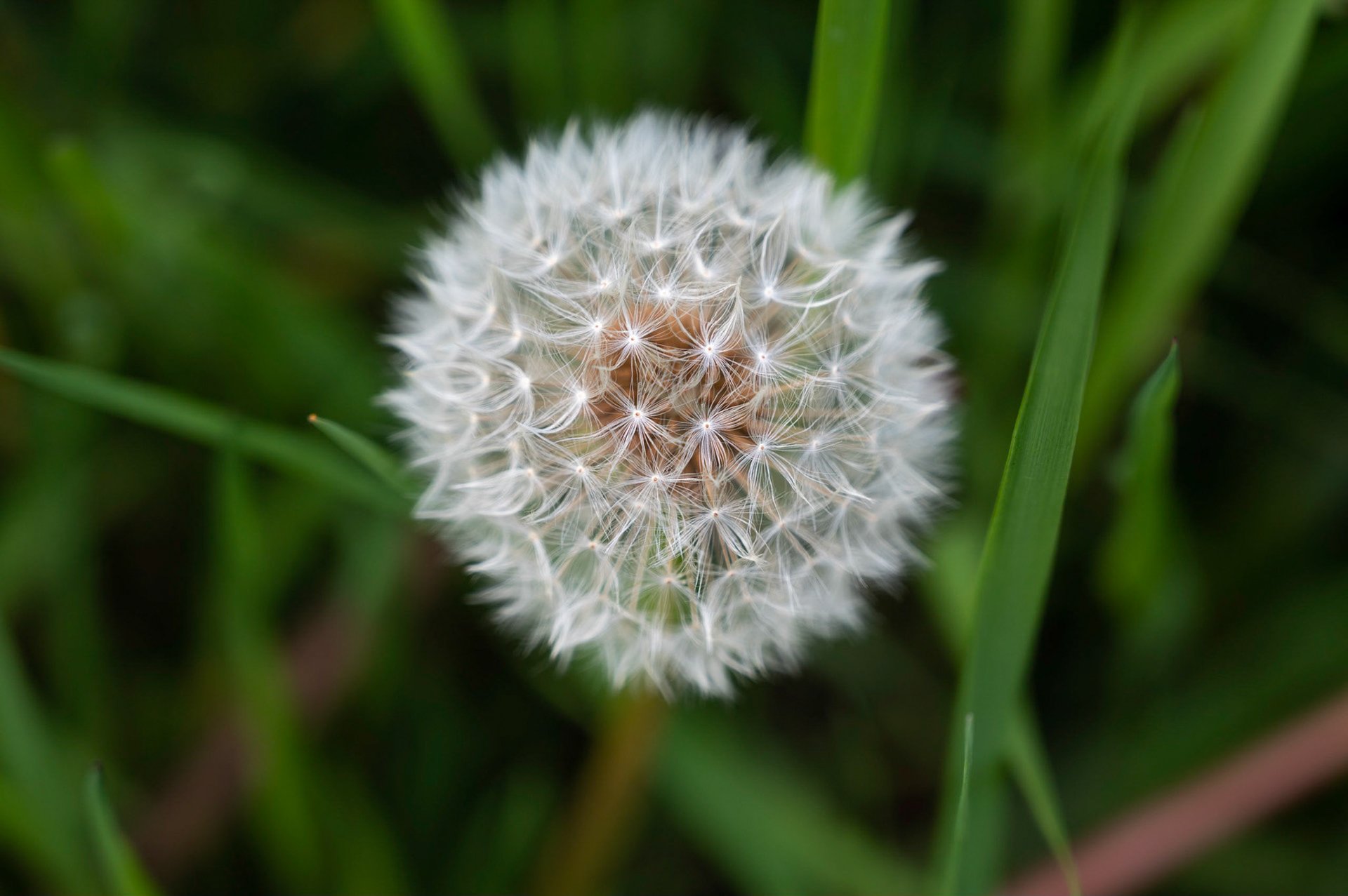 Dandelion seeds about to burst  in the spring sunshine.