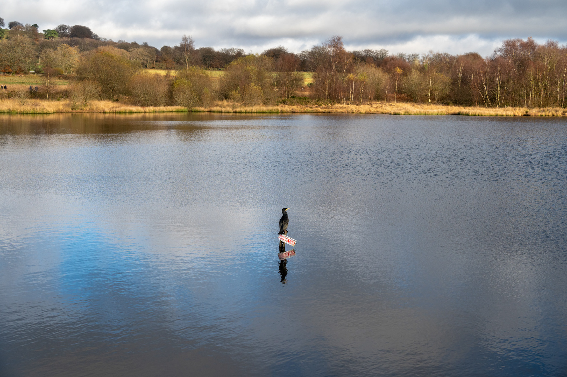 The Cormorant at Penyfan Pond, one year later.