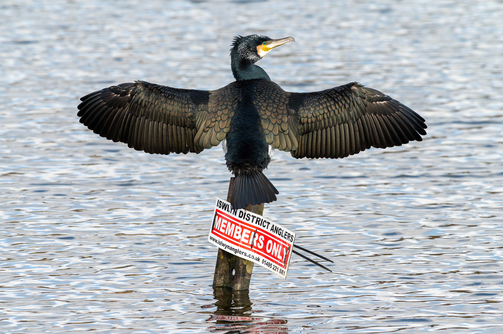 He’s probably the ponds most successful angler but I doubt he’s a member!A cormorant suns itself on the local angling club “Members Only” sign in the cold winter sunshine at Pen-y-fan Pond, near Blackwood, South Wales, UK. Along with it’s mate it’s made it’s home at the reservoir, originally constructed in the late around 1794 as a feeder reservoir for the Crumlin arm of the Monmouthshire and Brecon Canal it is now a recreational Park managed by Caerphilly County Borough Council.