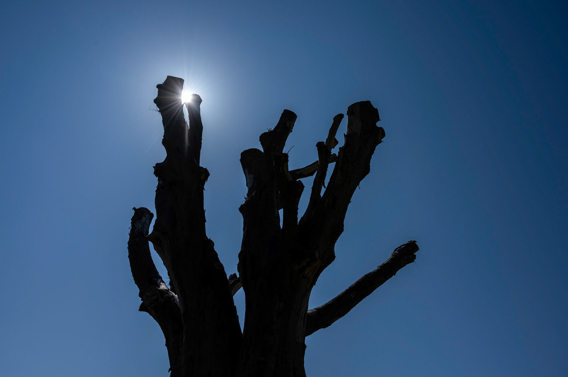 Blue skies over St Mellons, Cardiff, UK. The sun is pictured behind the branches of an old tree in the graveyard at St Mellons Parish Church.