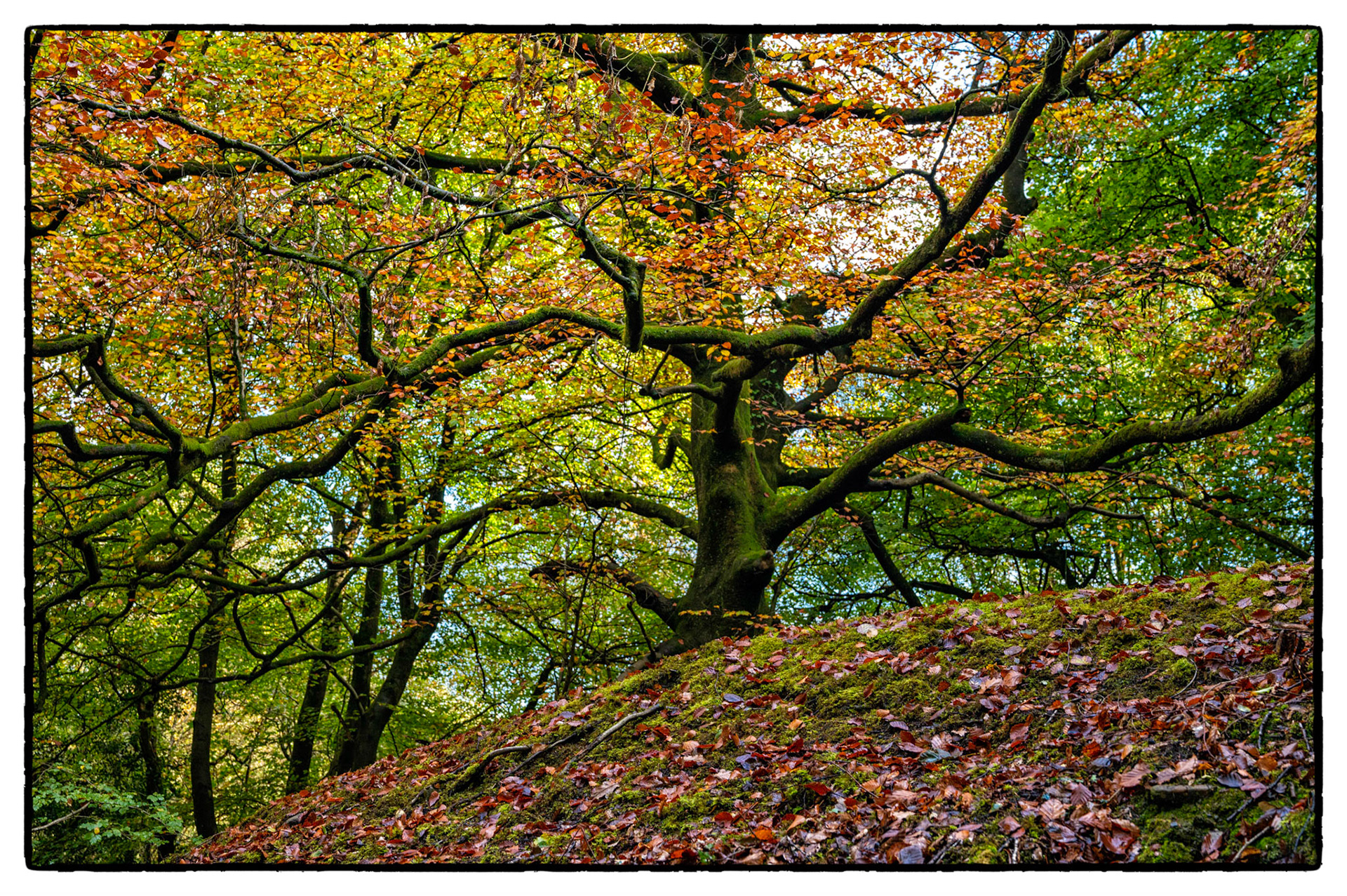 Autumn colours near Wylie, South Wales, UK