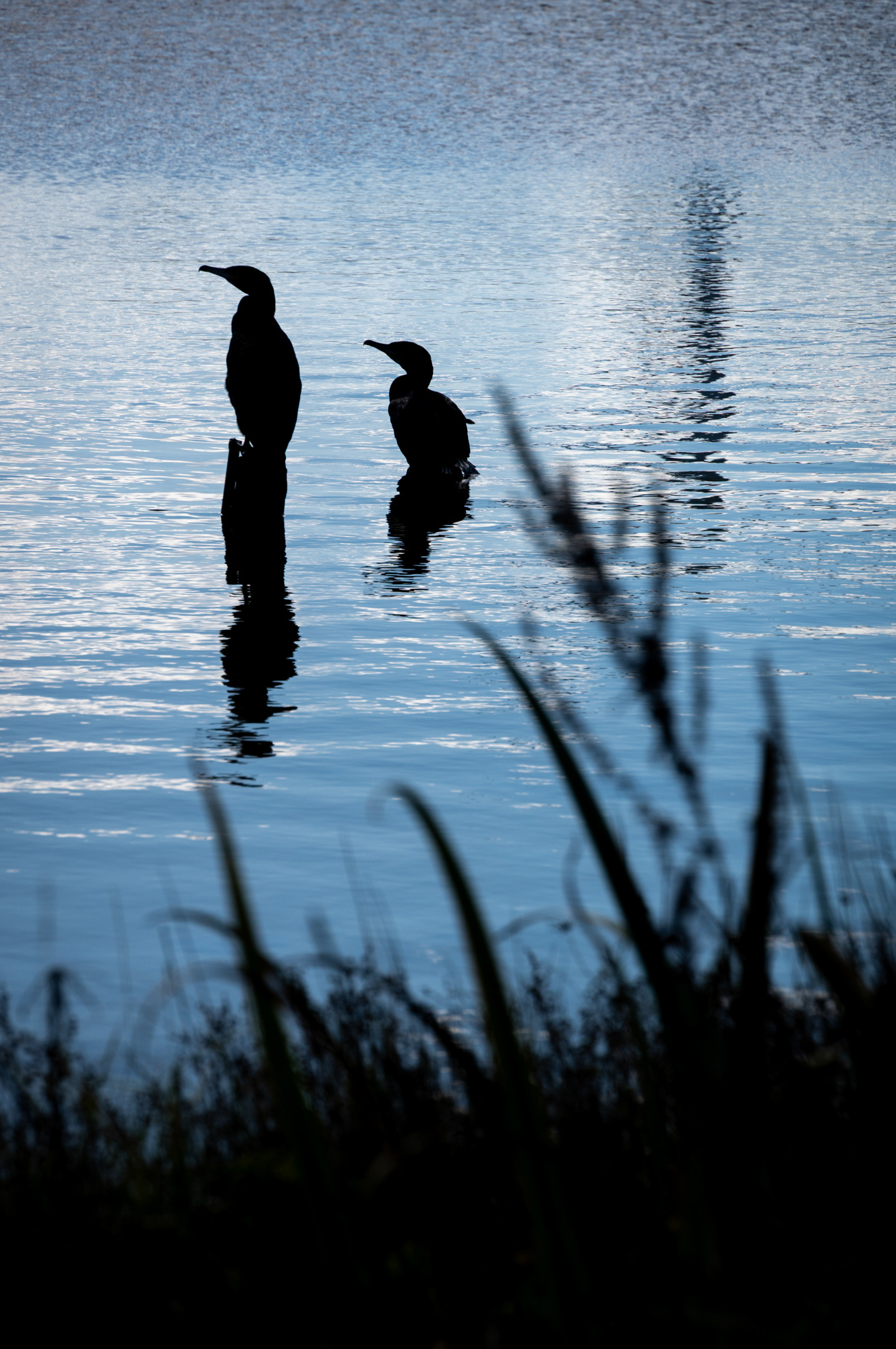 Silhouetted Cormorants at Penyfan Pond