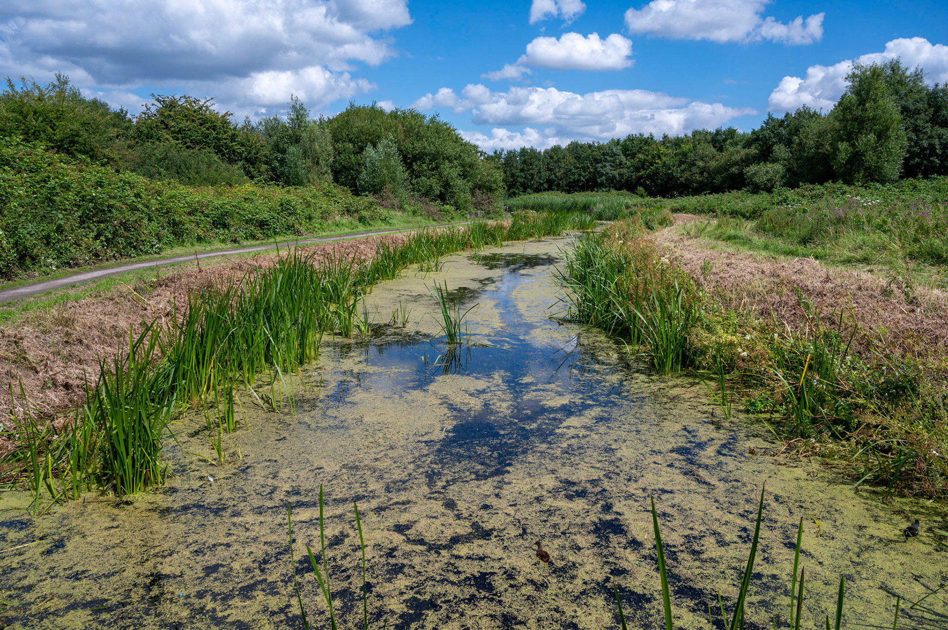 Hendre Lake, St Mellons.
