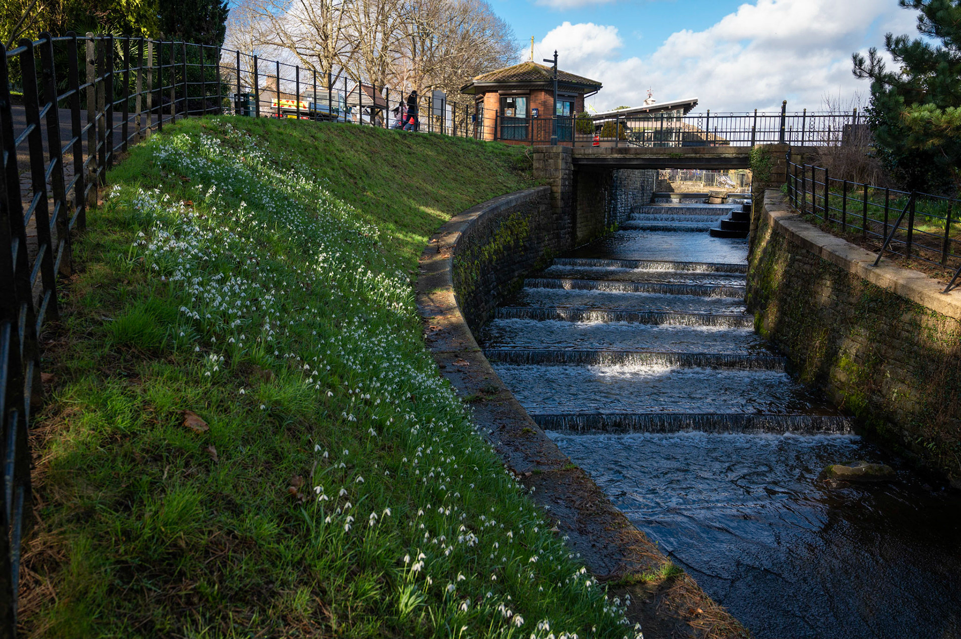 Snowdrops flower early at Roath Park, Cardiff, against a backdrop of the lake overflow waterfall.
