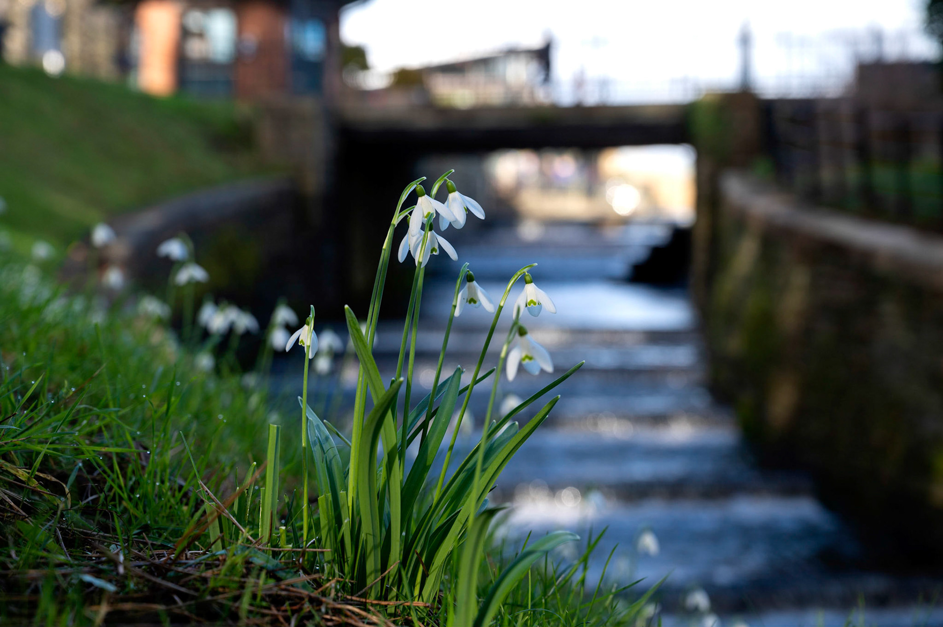 Snowdrops flower early at Roath Park, Cardiff, against a backdrop of the lake overflow waterfall.