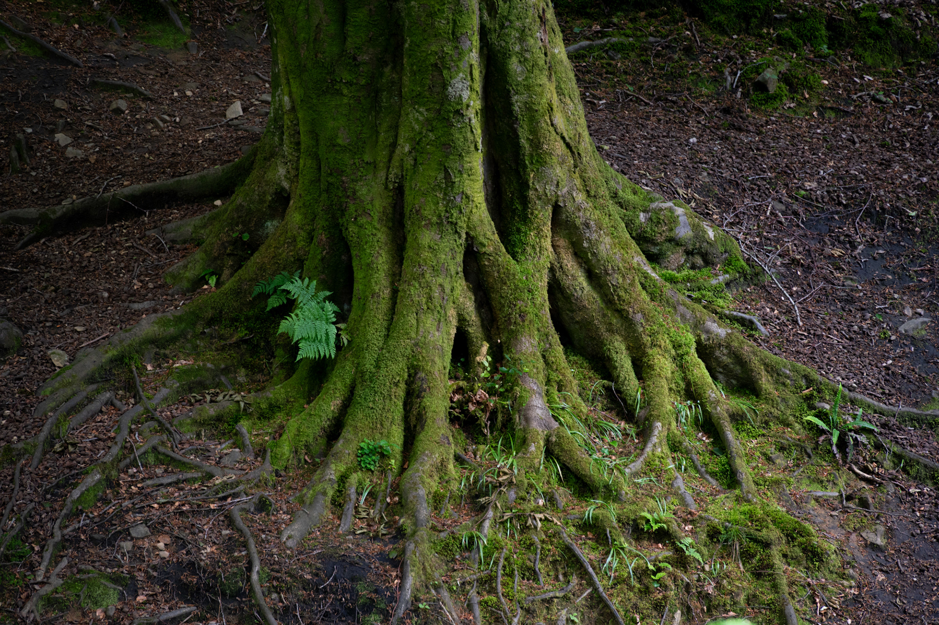 Cwmcarn Forest