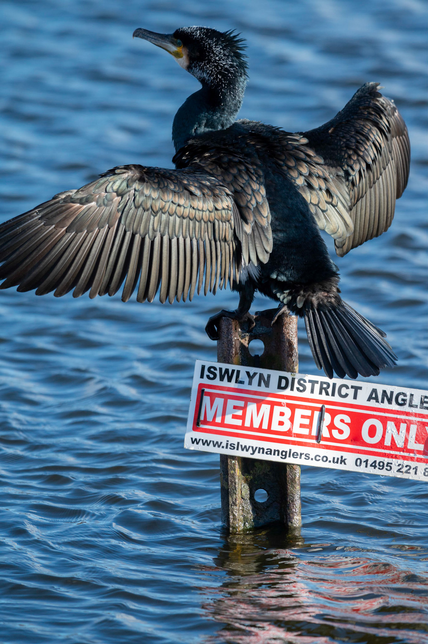 He’s probably the ponds most successful angler but I doubt he’s a member!A cormorant suns itself on the local angling club “Members Only” sign in the cold winter sunshine at Pen-y-fan Pond, near Blackwood, South Wales, UK. Along with it’s mate it’s made it’s home at the reservoir, originally constructed in the late around 1794 as a feeder reservoir for the Crumlin arm of the Monmouthshire and Brecon Canal it is now a recreational Park managed by Caerphilly County Borough Council.